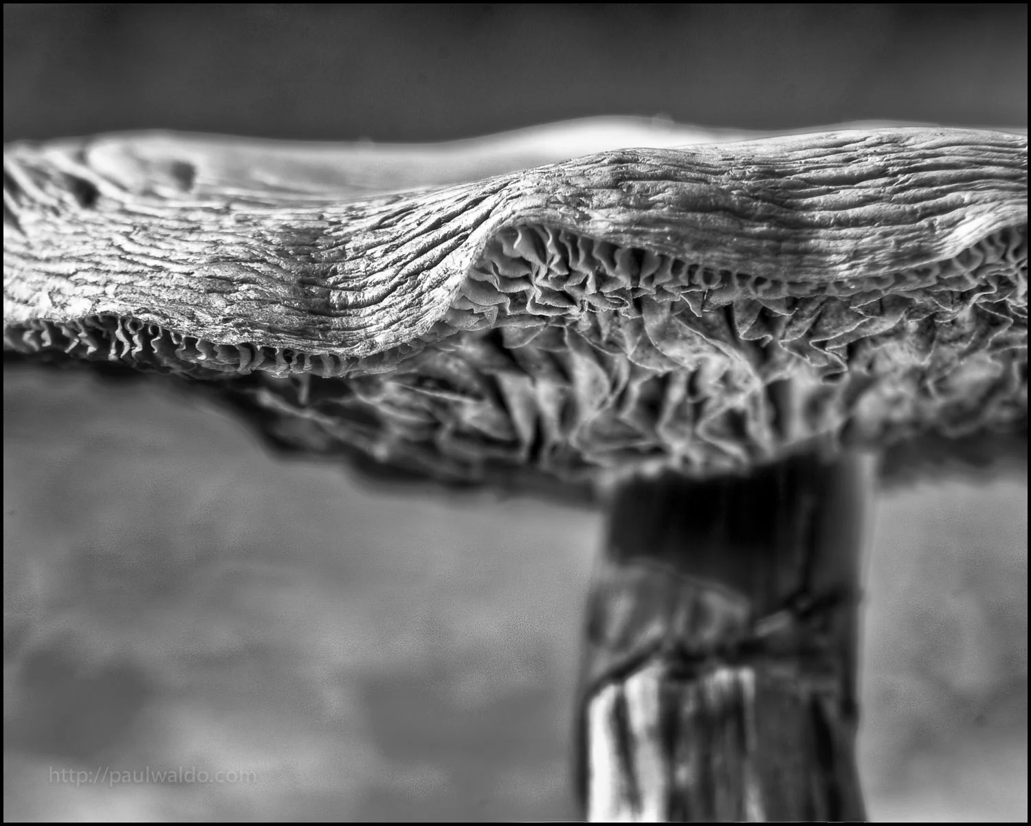 Magic Mushroom