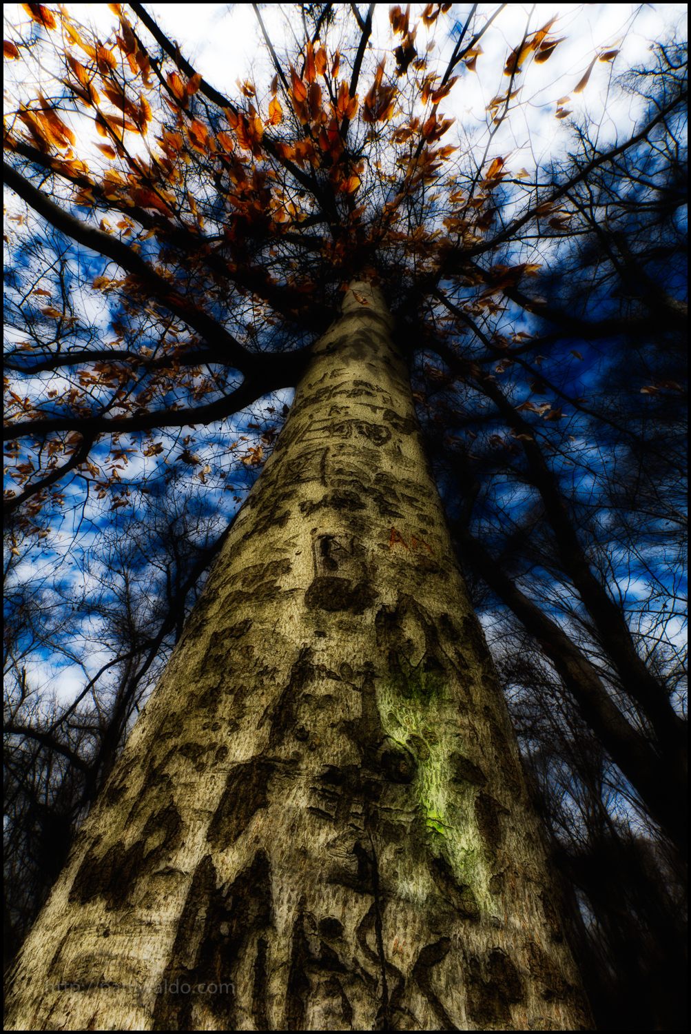 Spooky tree on Theodore Roosevelt Island