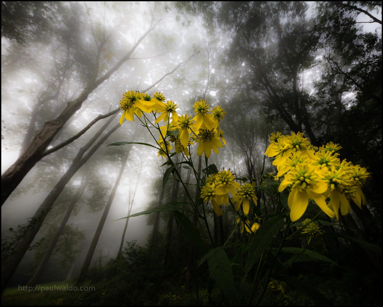 Hope Springs Eternal