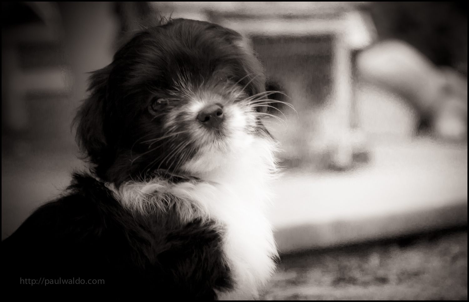 Havana Silk Puppy #4