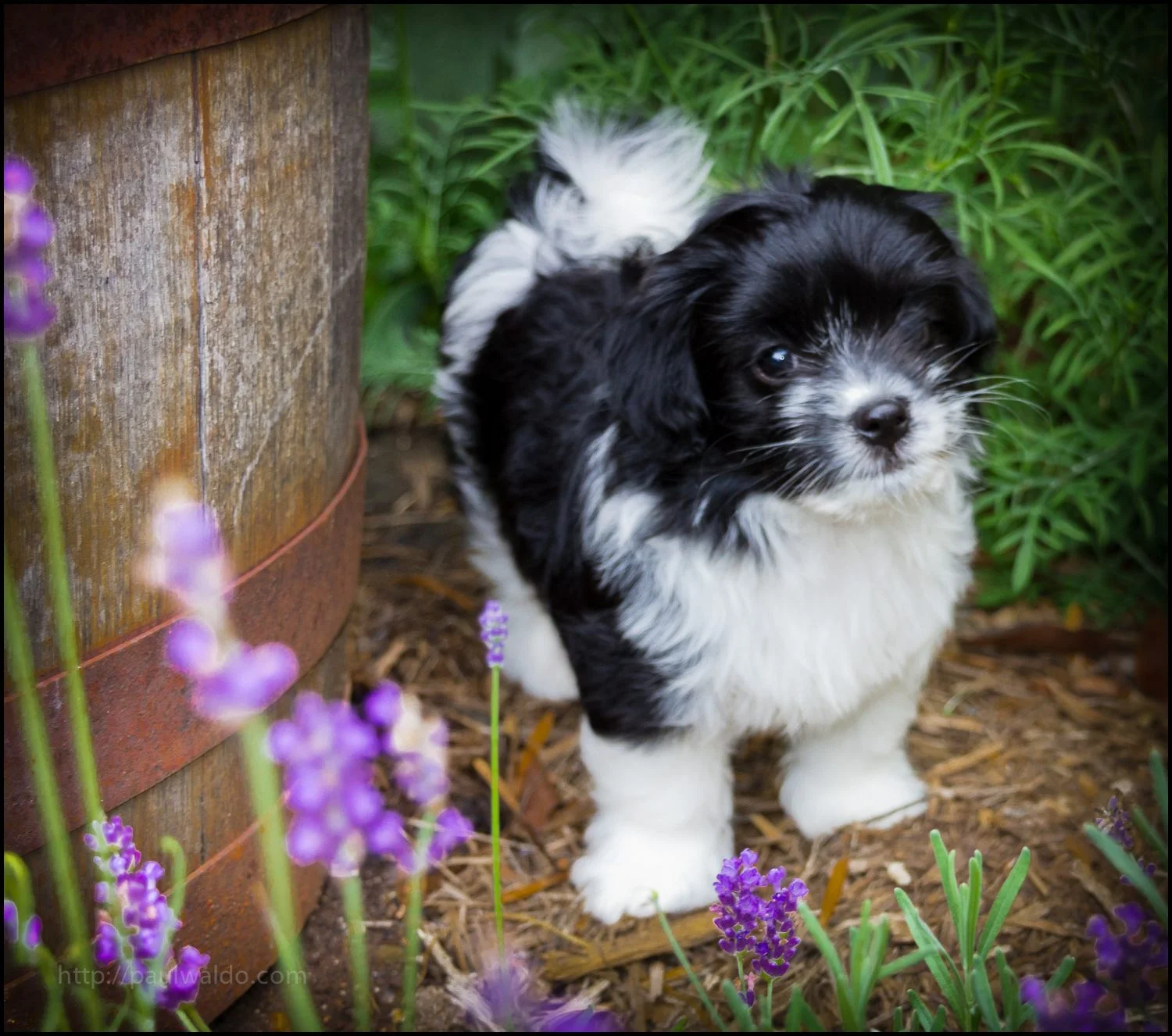 Havana Silk Puppy #1