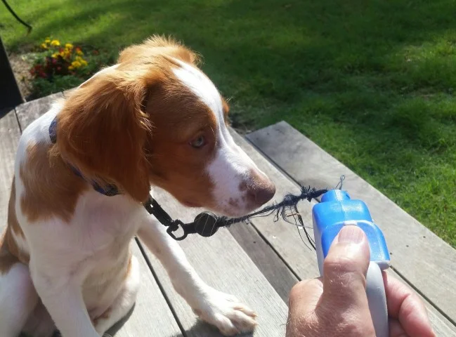 do not use retractable leashes.jpg