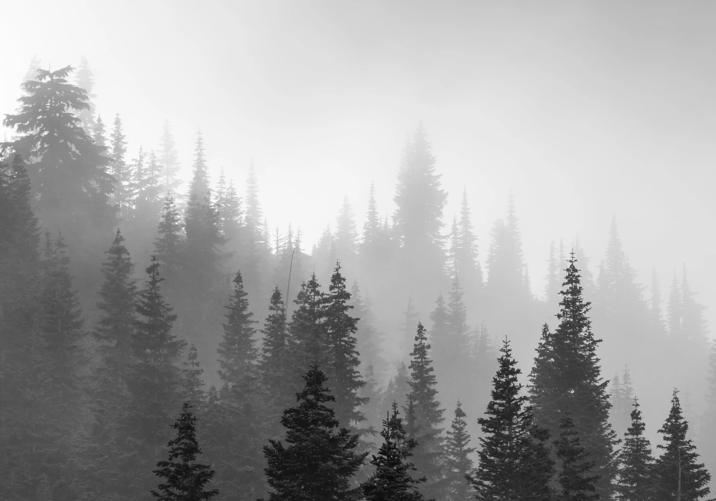 Original Photo