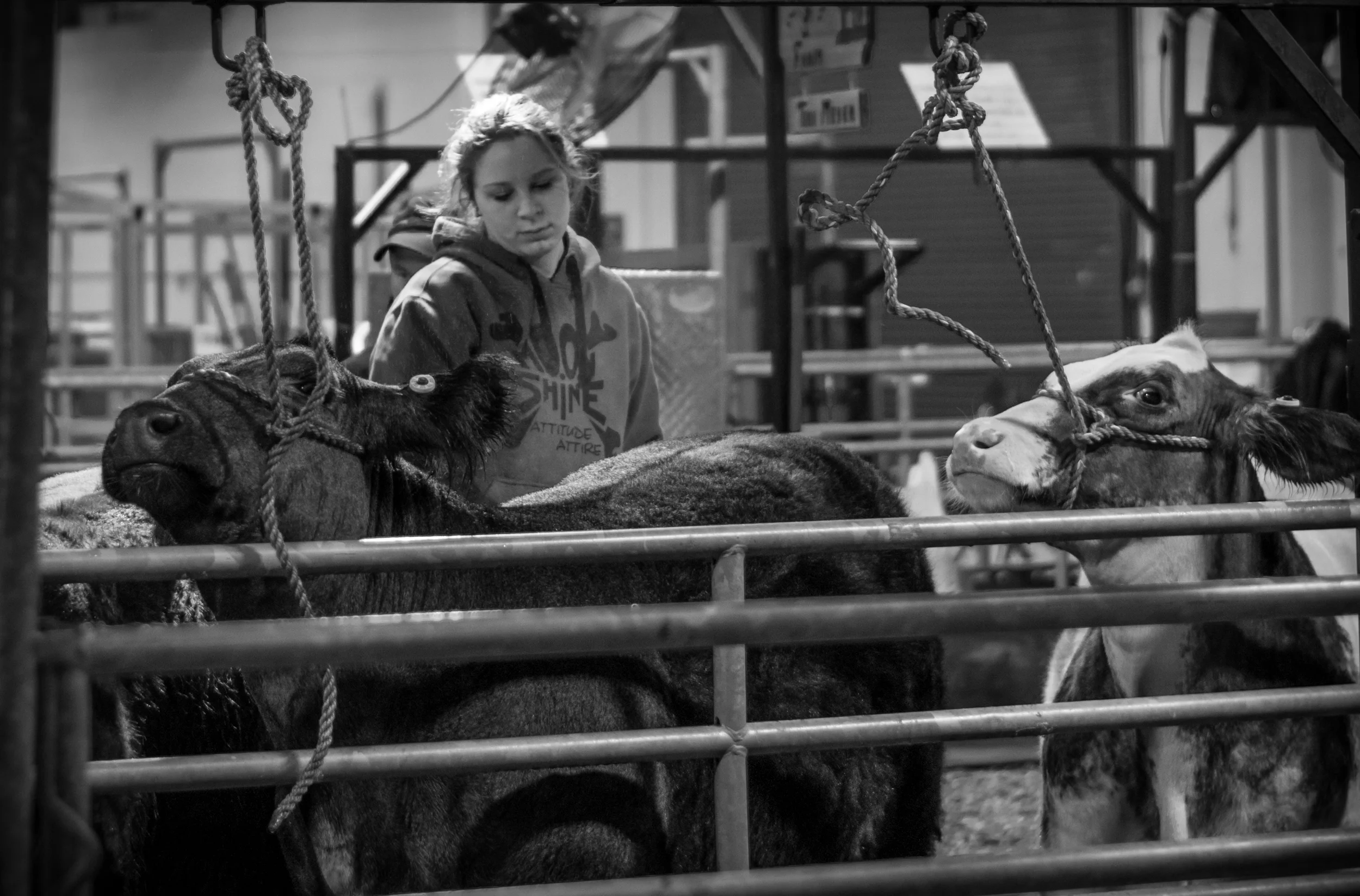 Cow grooming.jpg