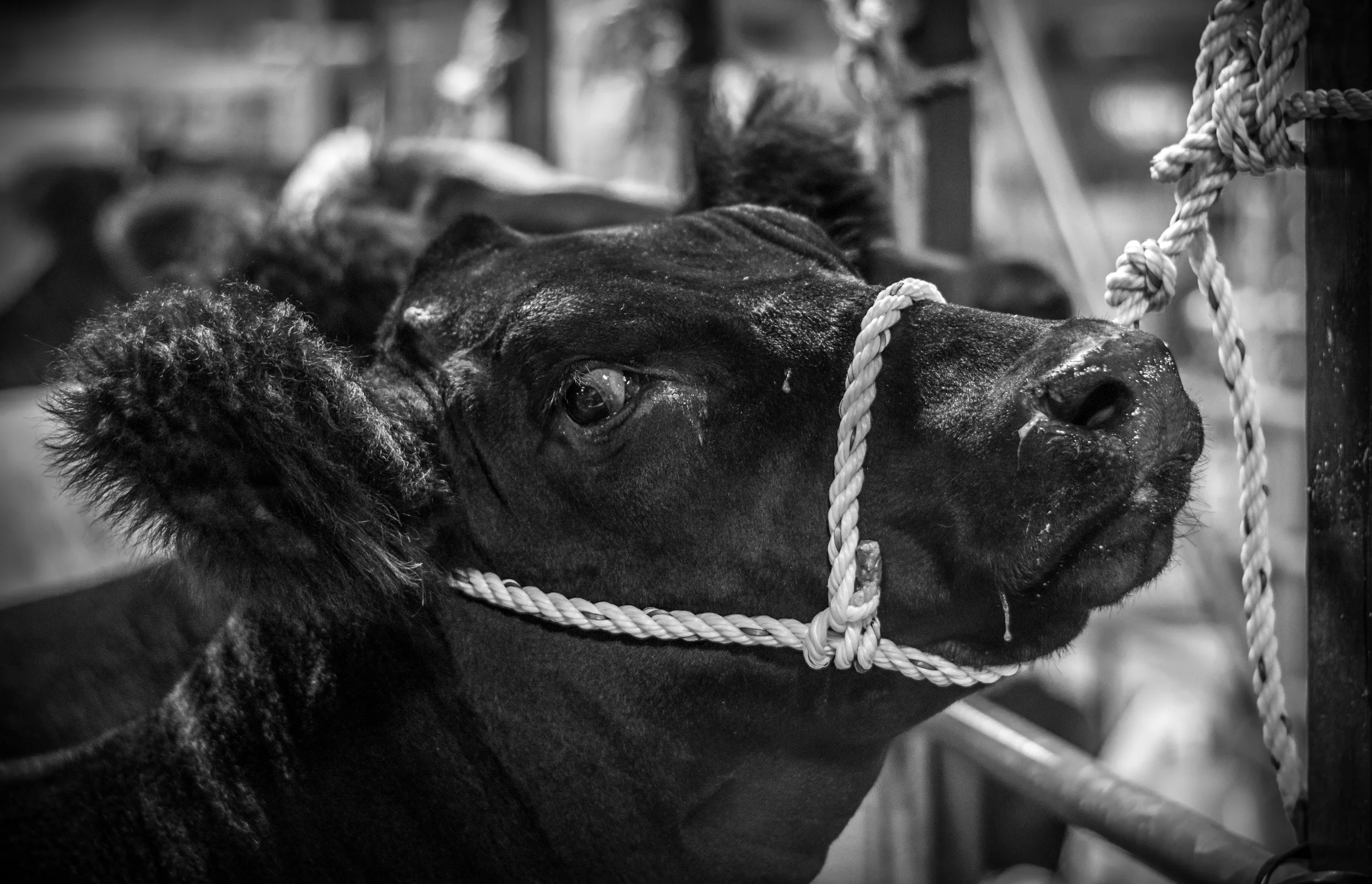 BnW Cow.jpg