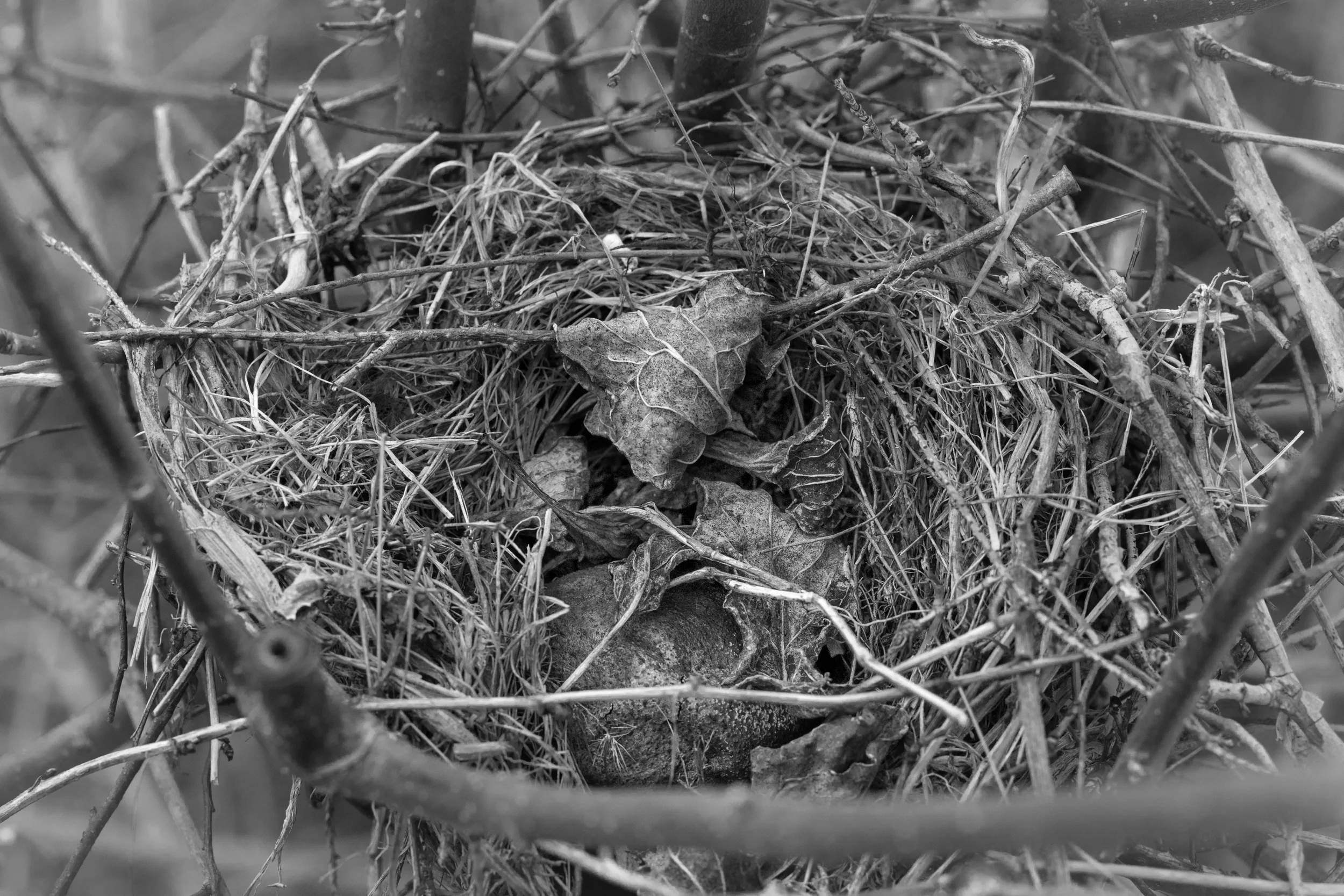 bird nest 2.jpg