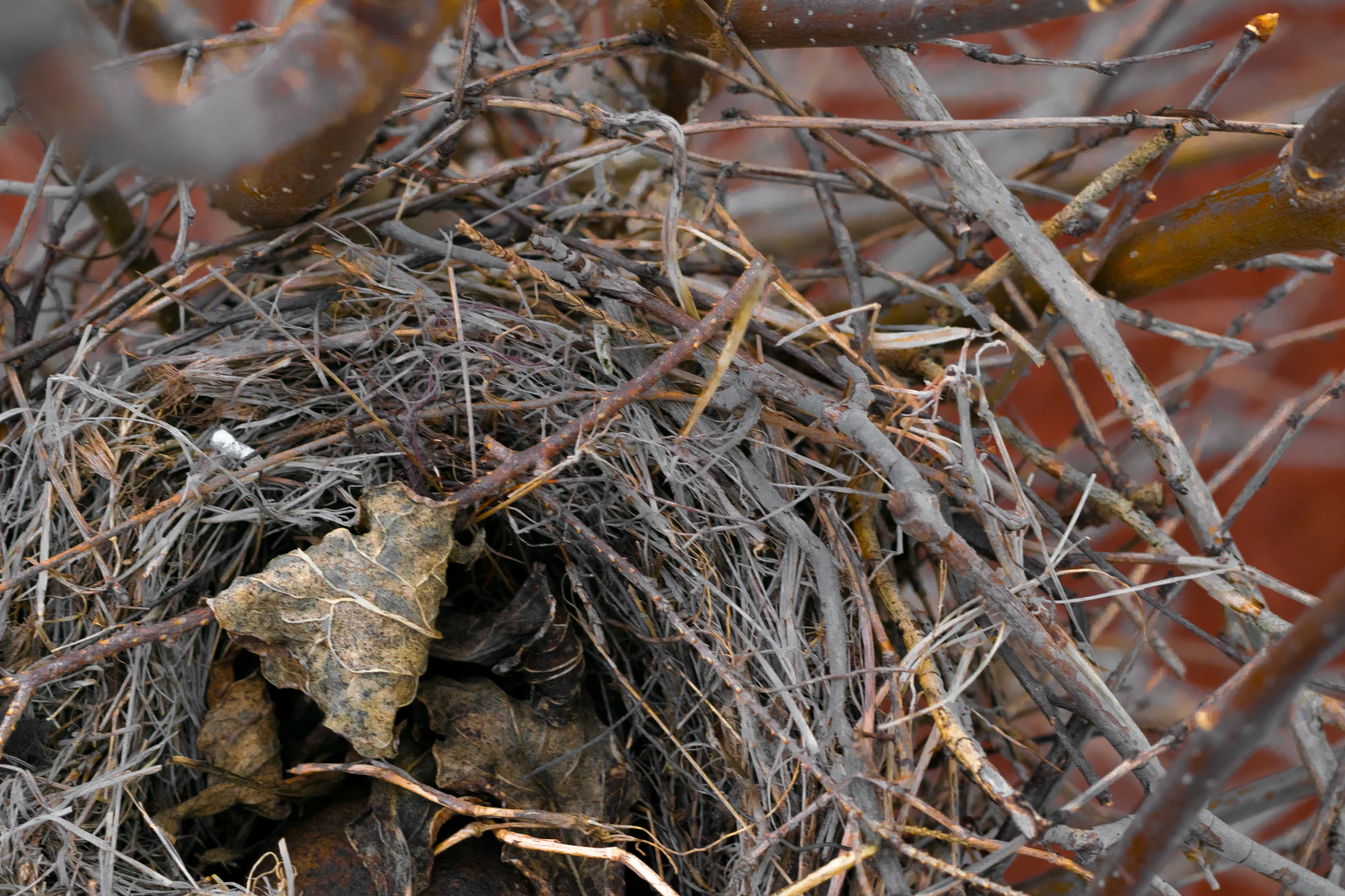 bird nest 1.jpg
