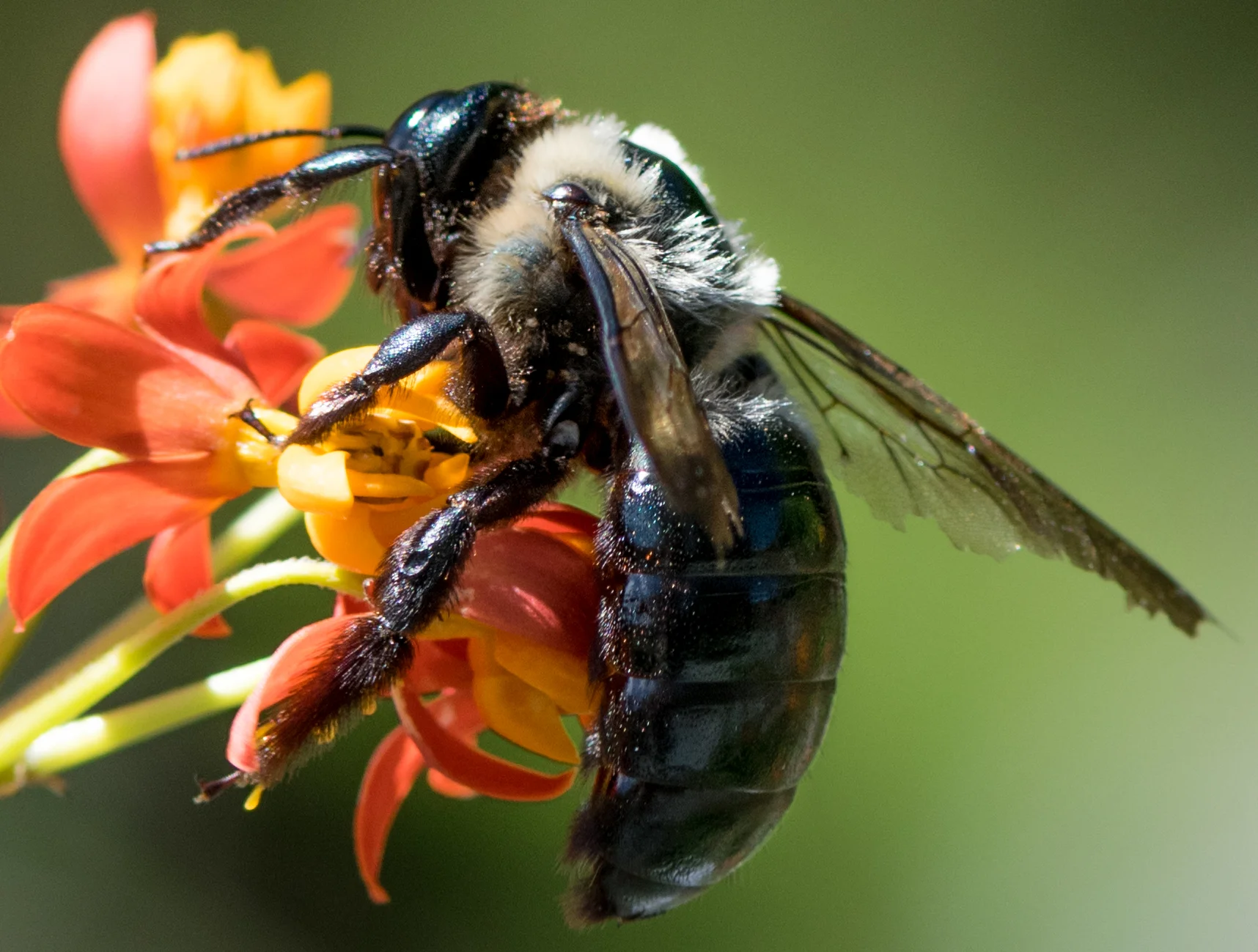 Bee 2.jpg