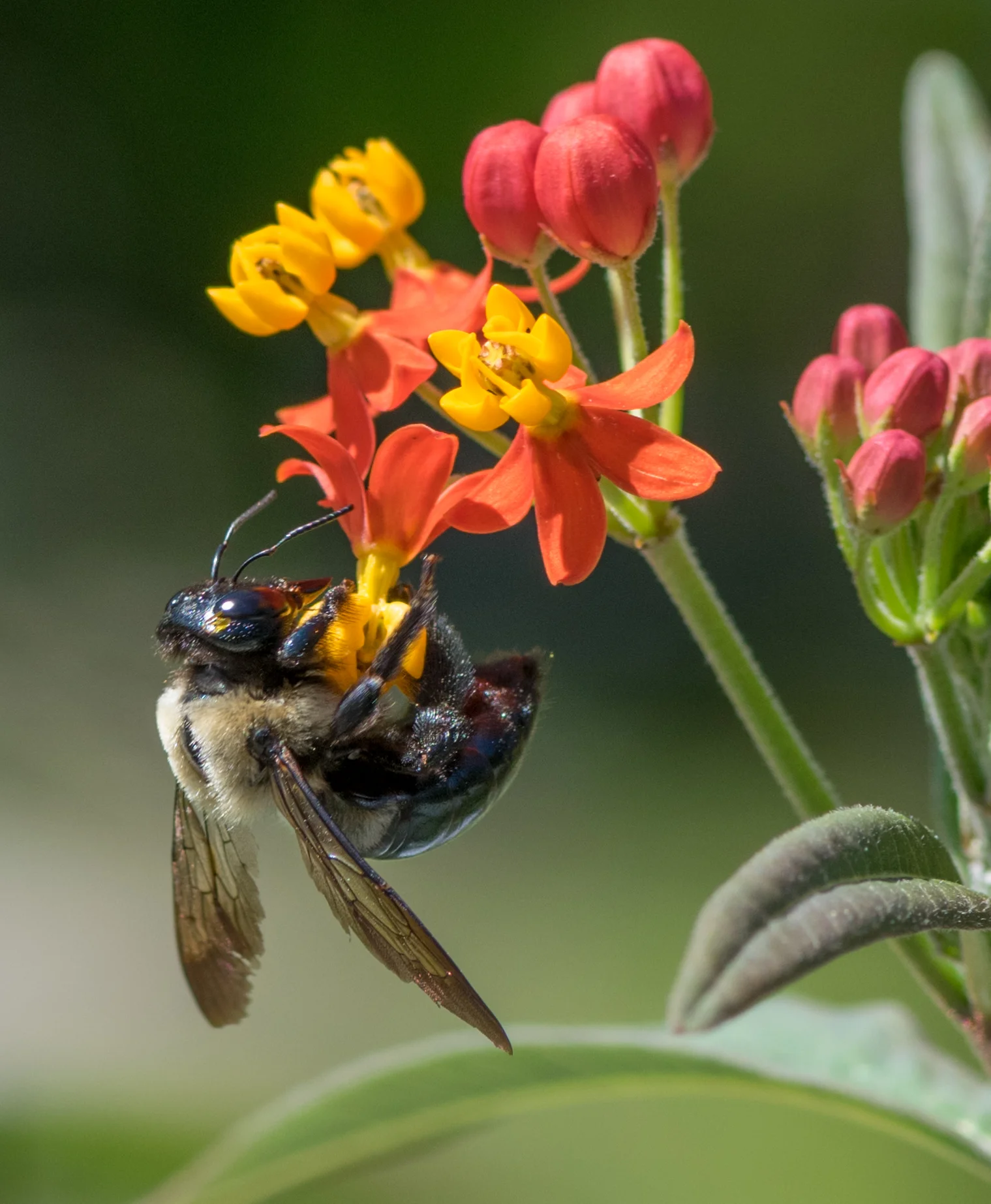 Bee hanging 3.jpg