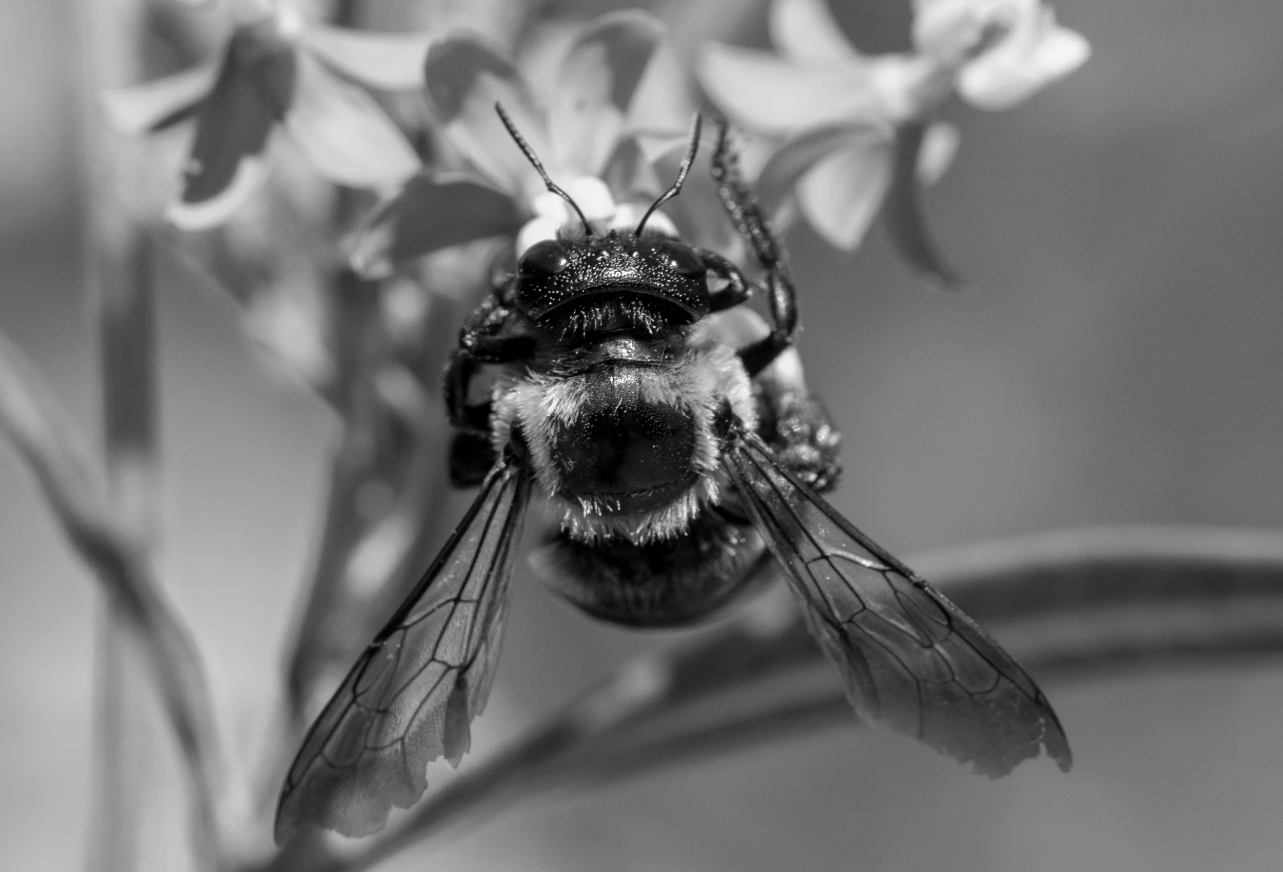 Bee hanging BnW.jpg
