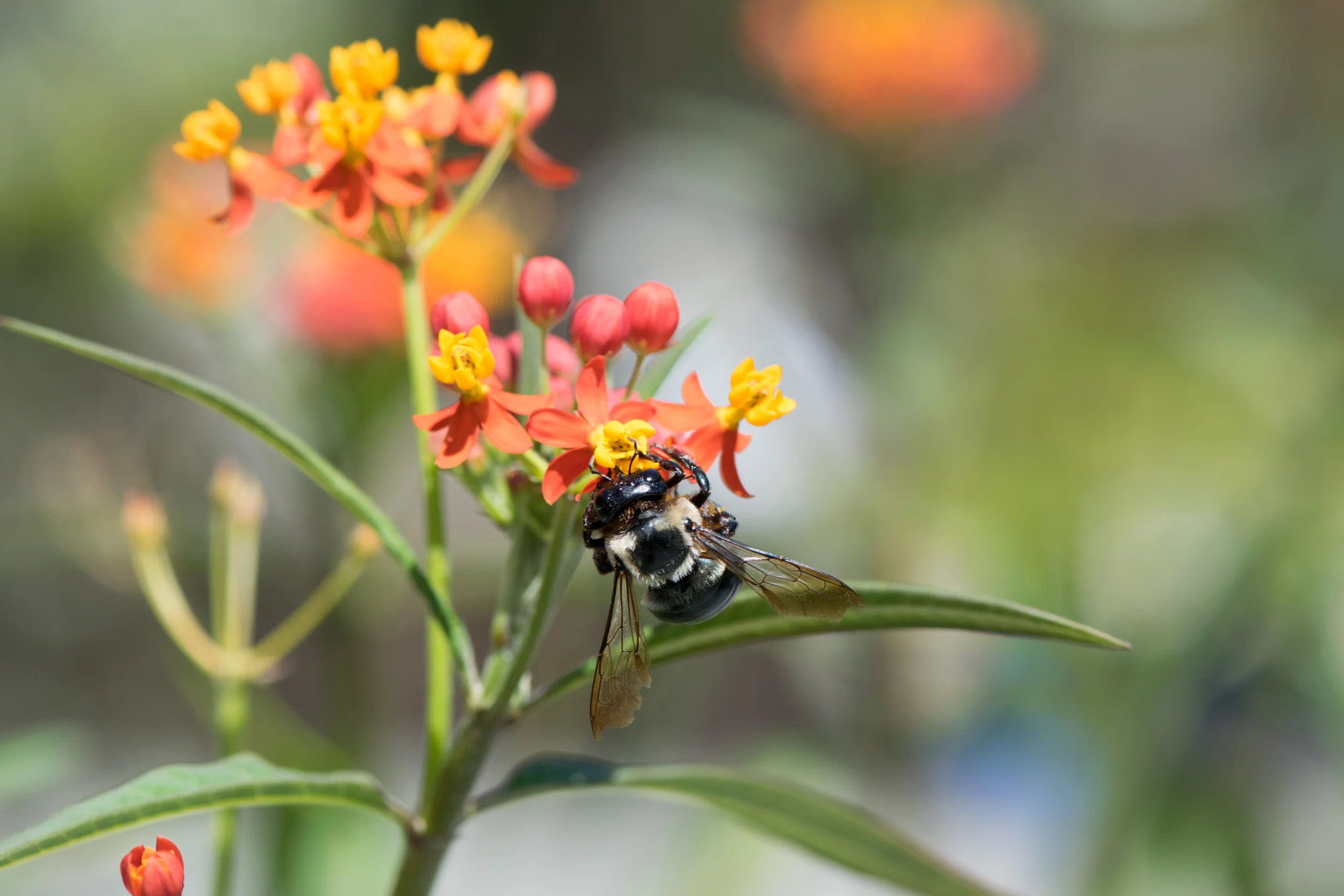 Bee hanging 2.jpg