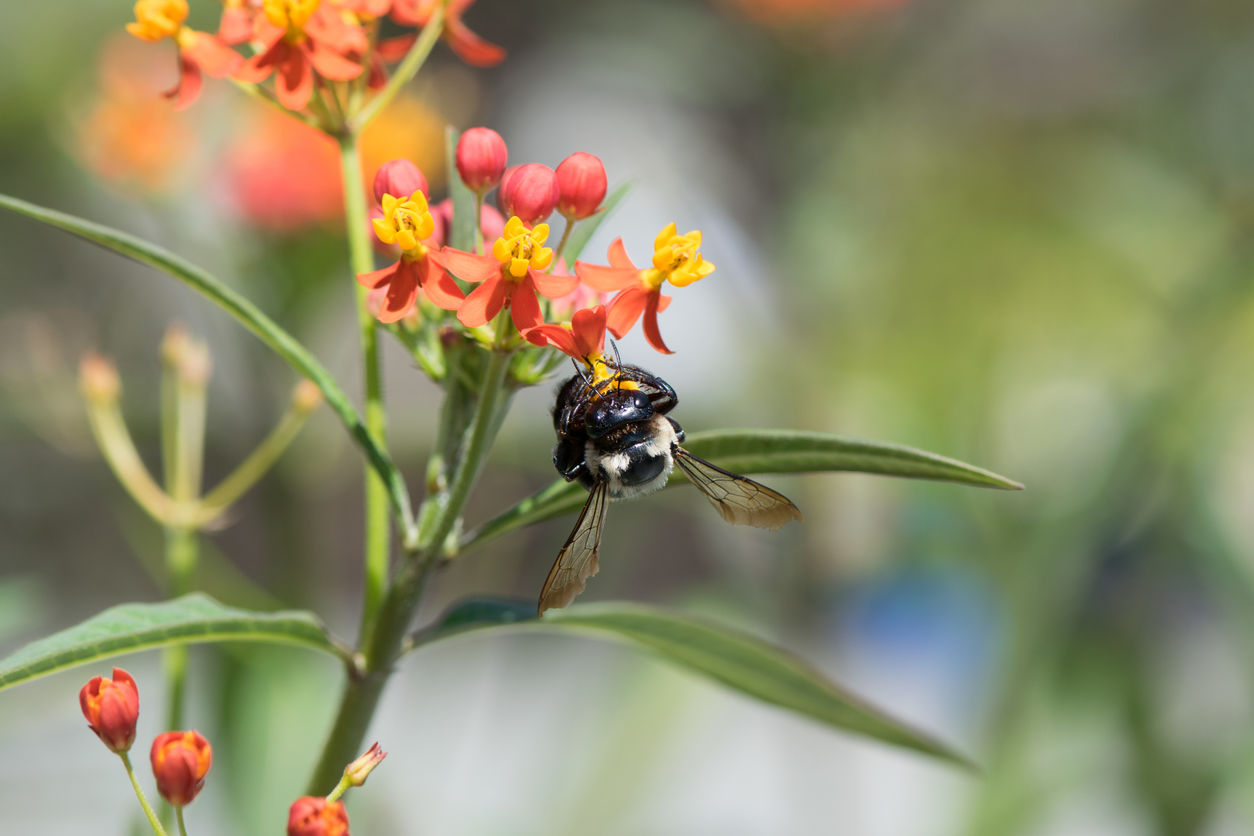 Bee hanging.jpg