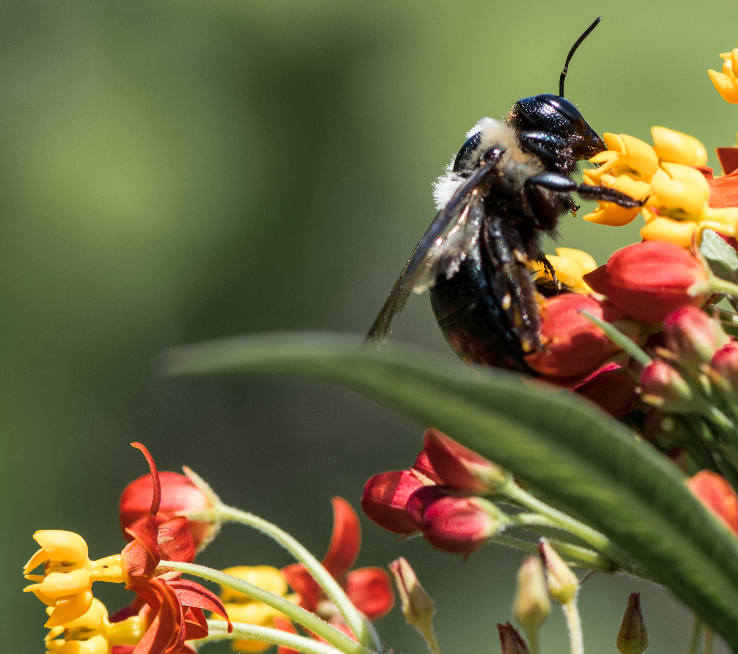 Bee right.jpg