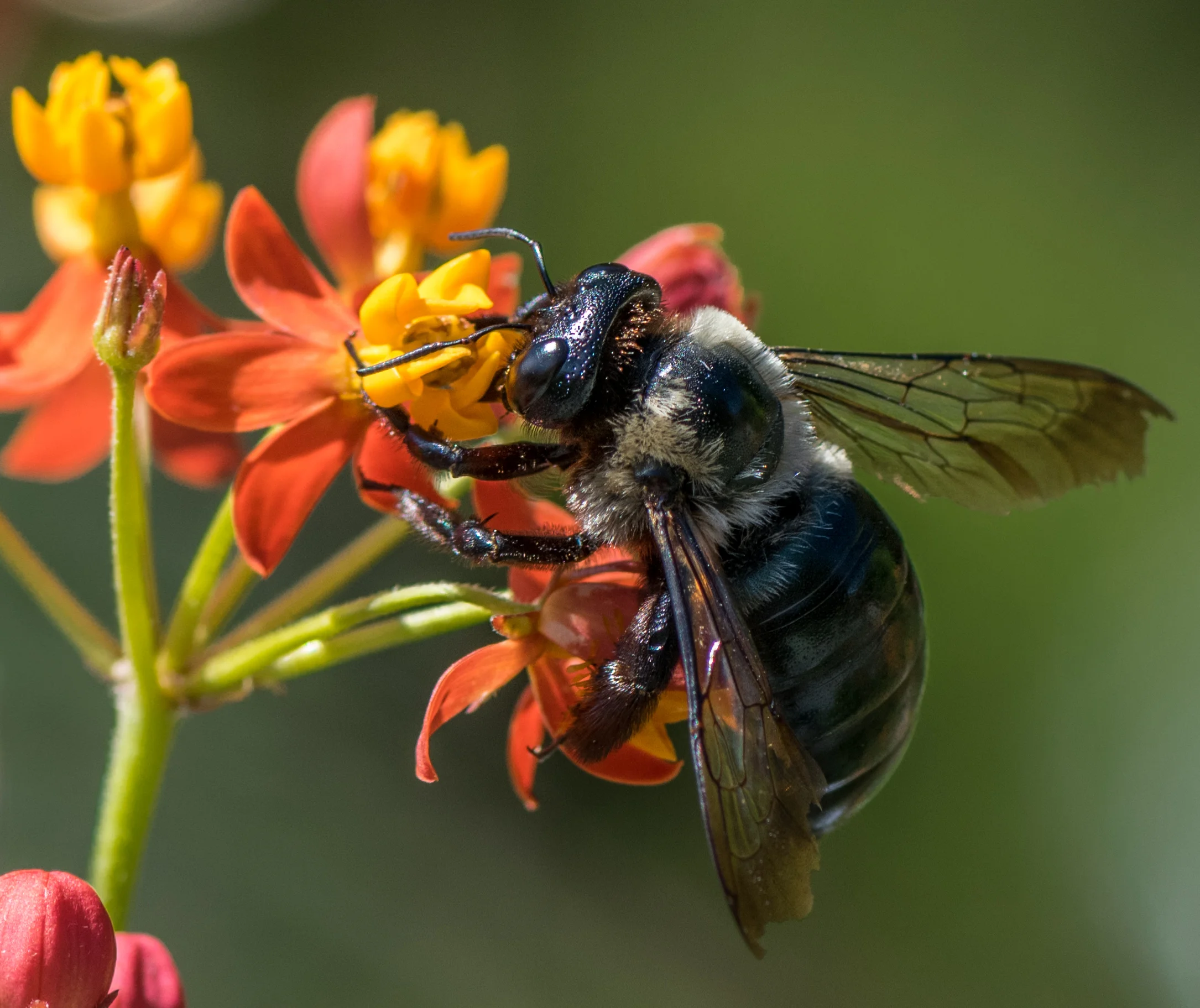 Bee.jpg