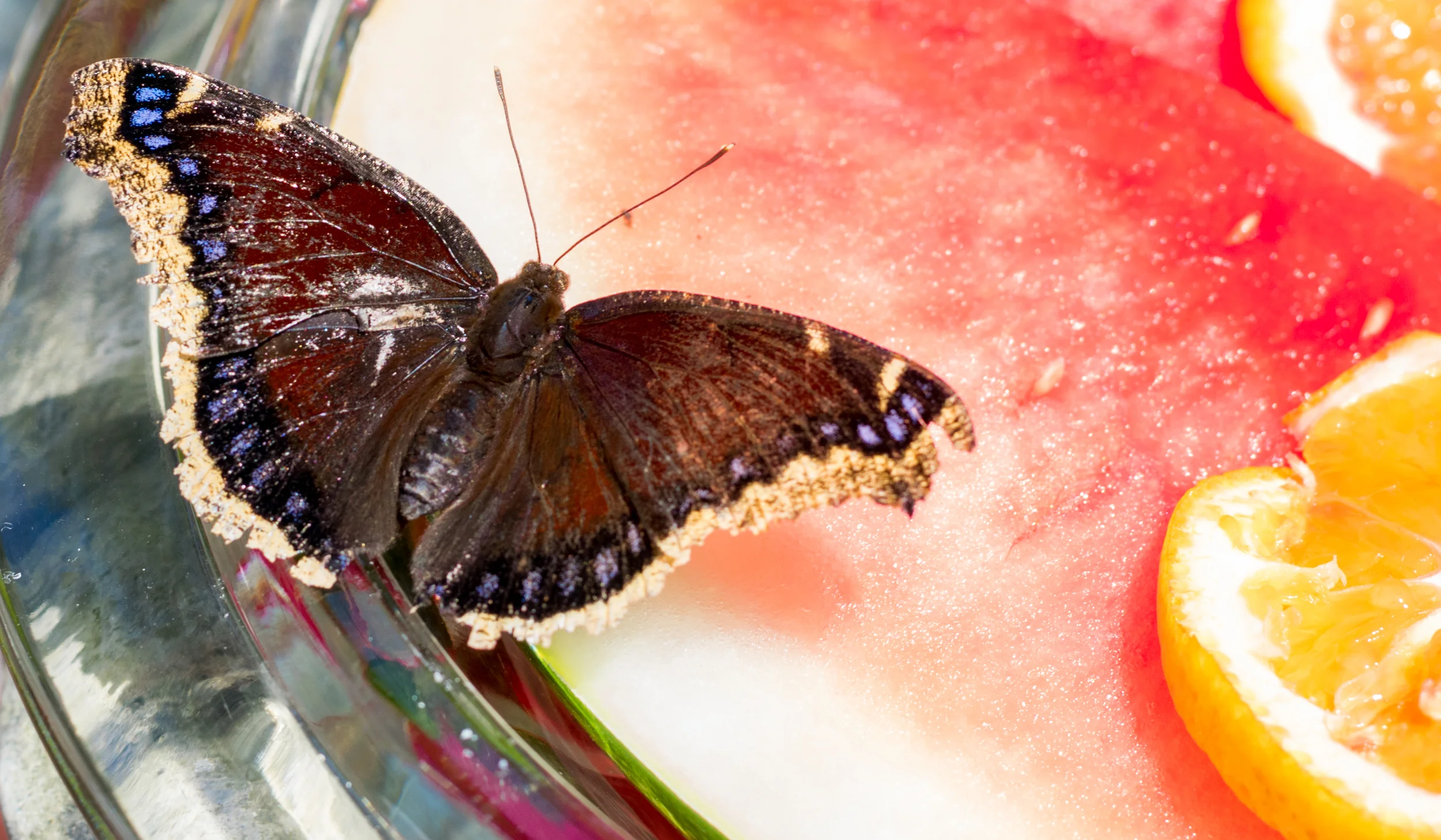 Butterfly.jpg