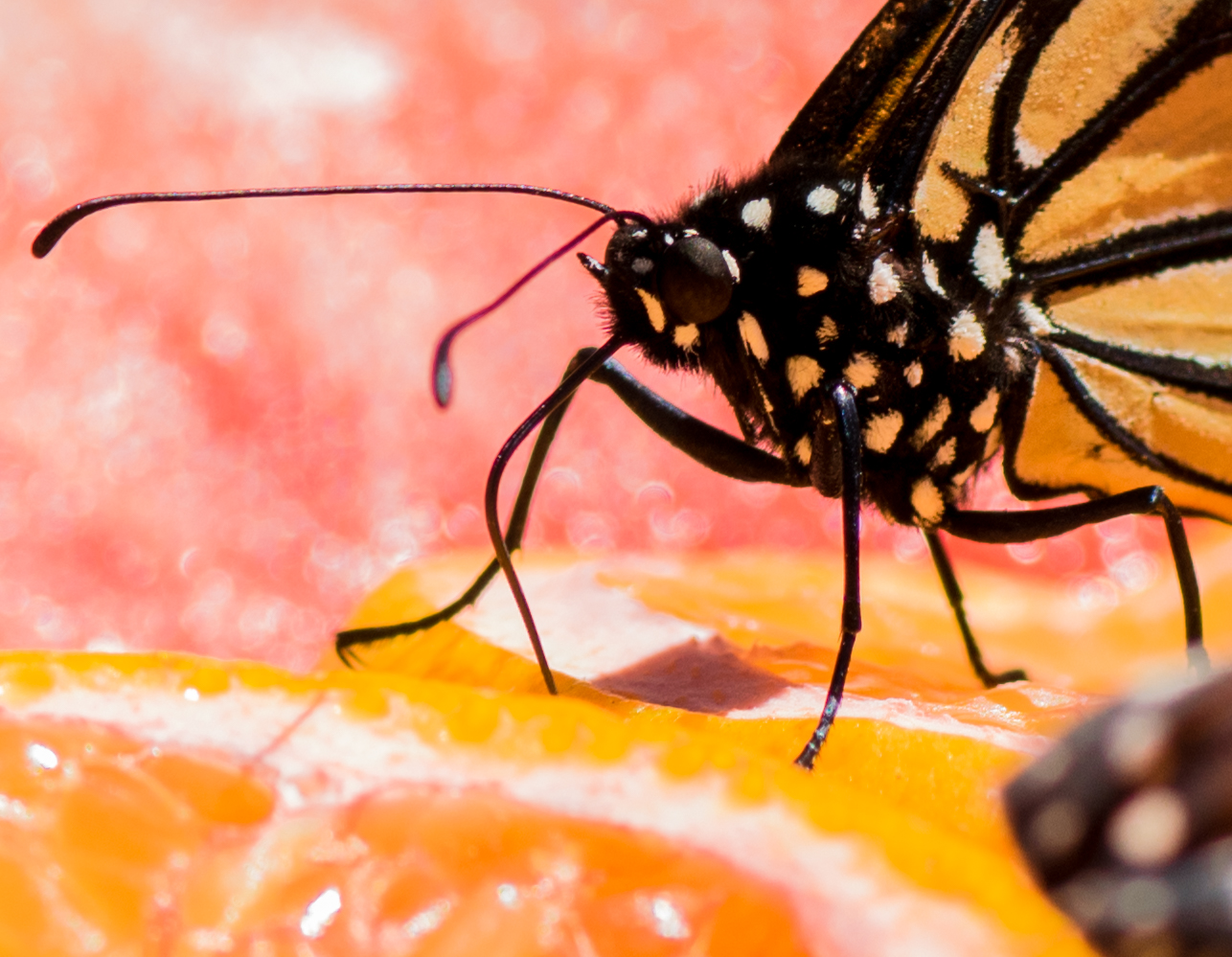 Monarch feeding.jpg