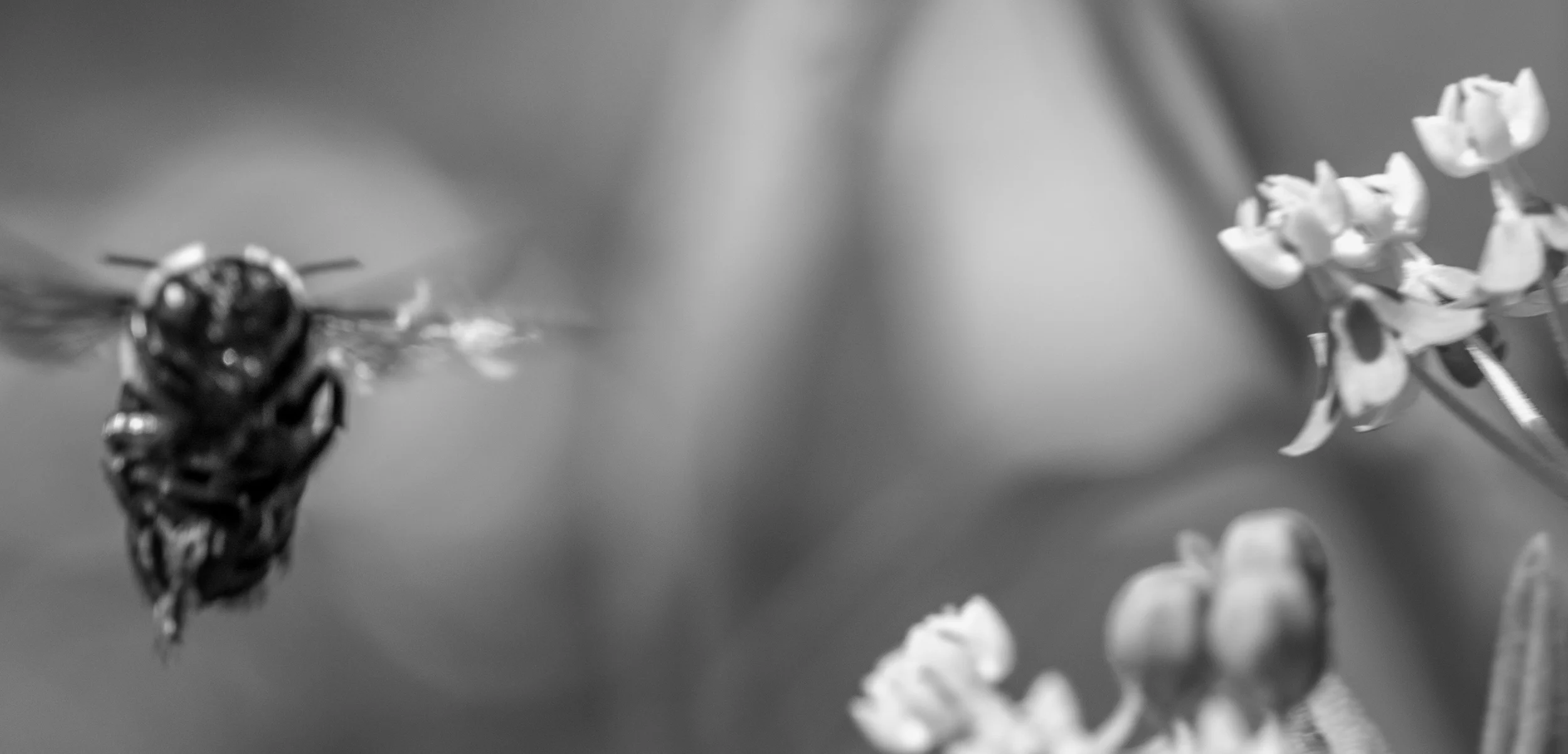 Charging bee BnW.jpg