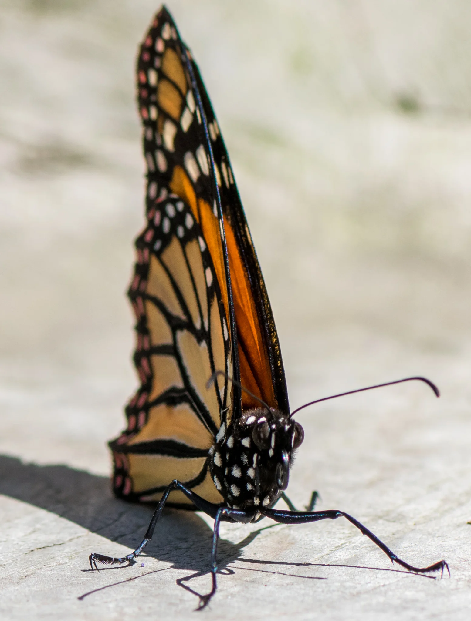Monarch tall.jpg