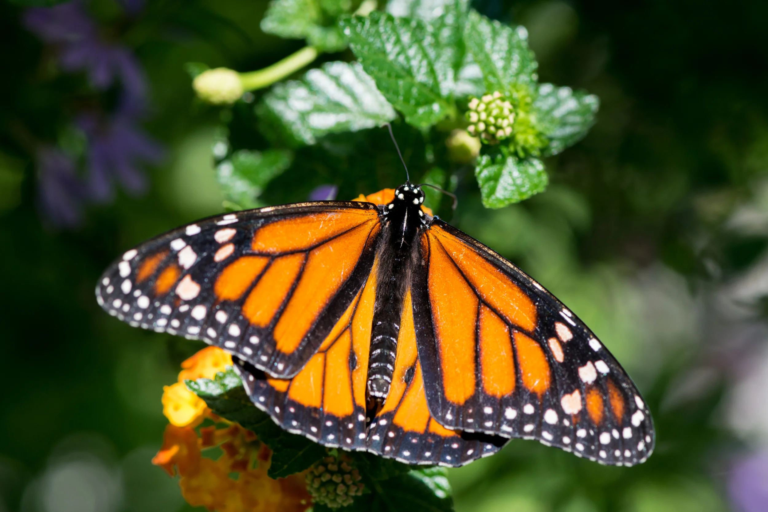 Monarch sunning.jpg