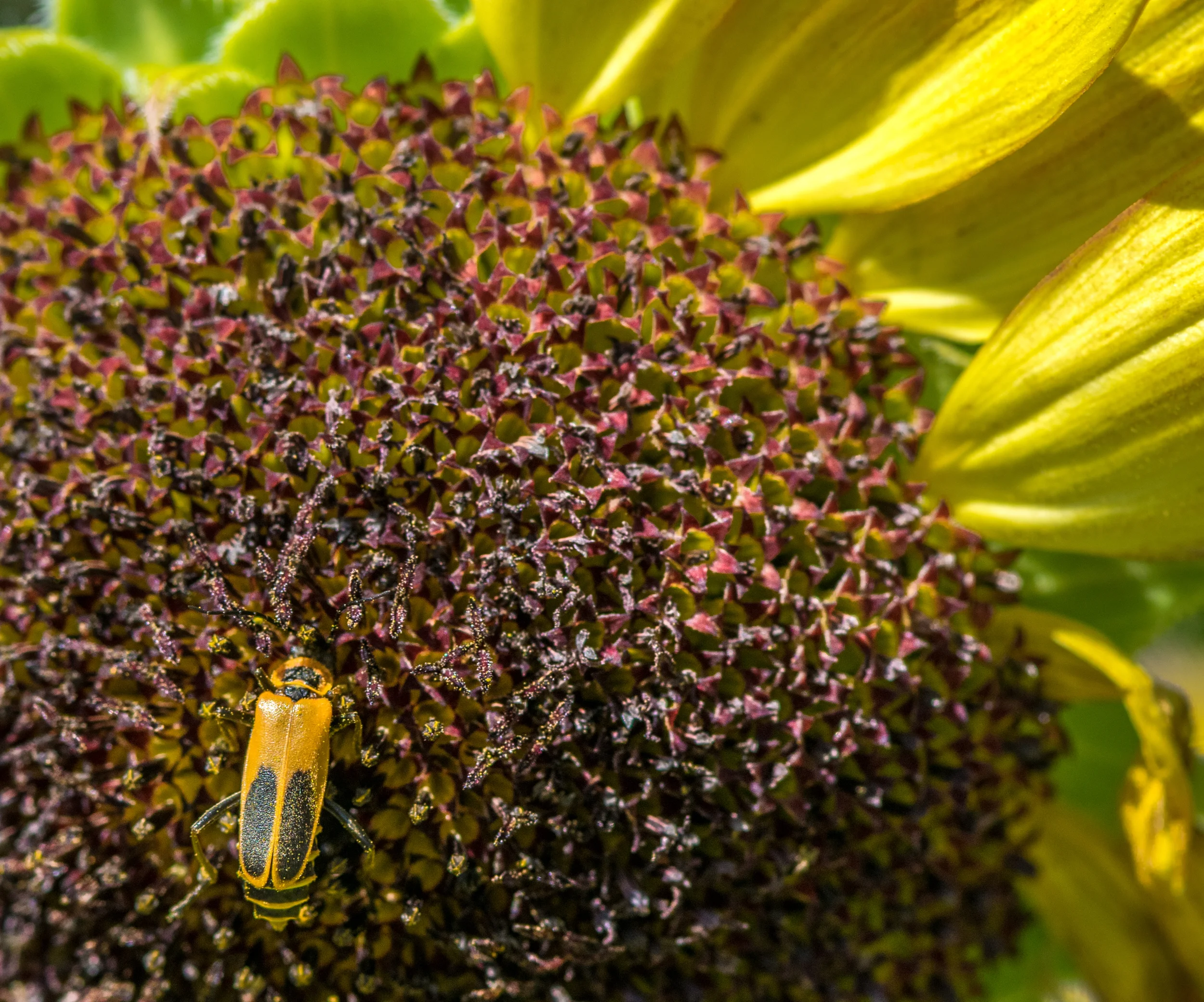 Sunflower bug.jpg