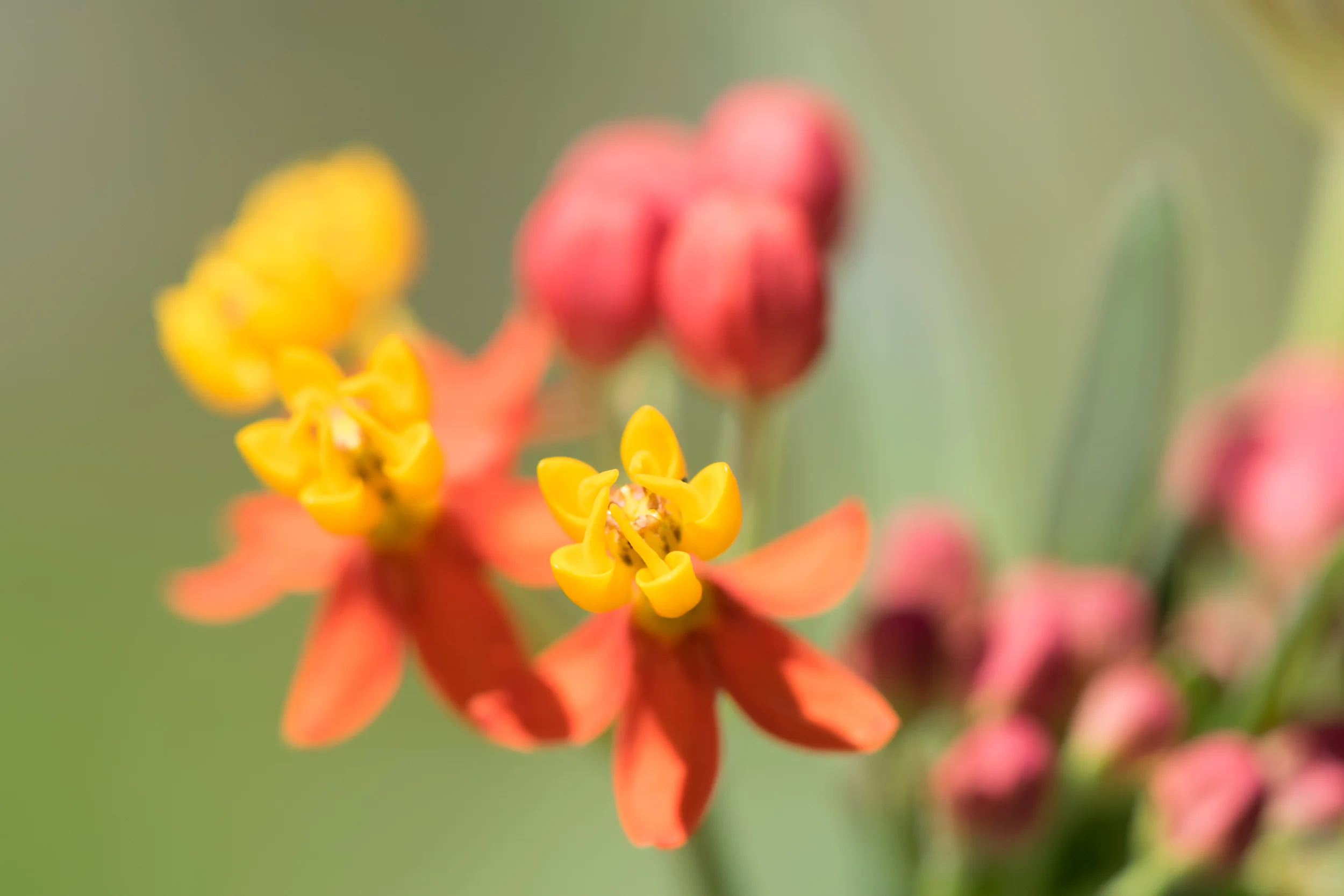 Tiny flower.jpg