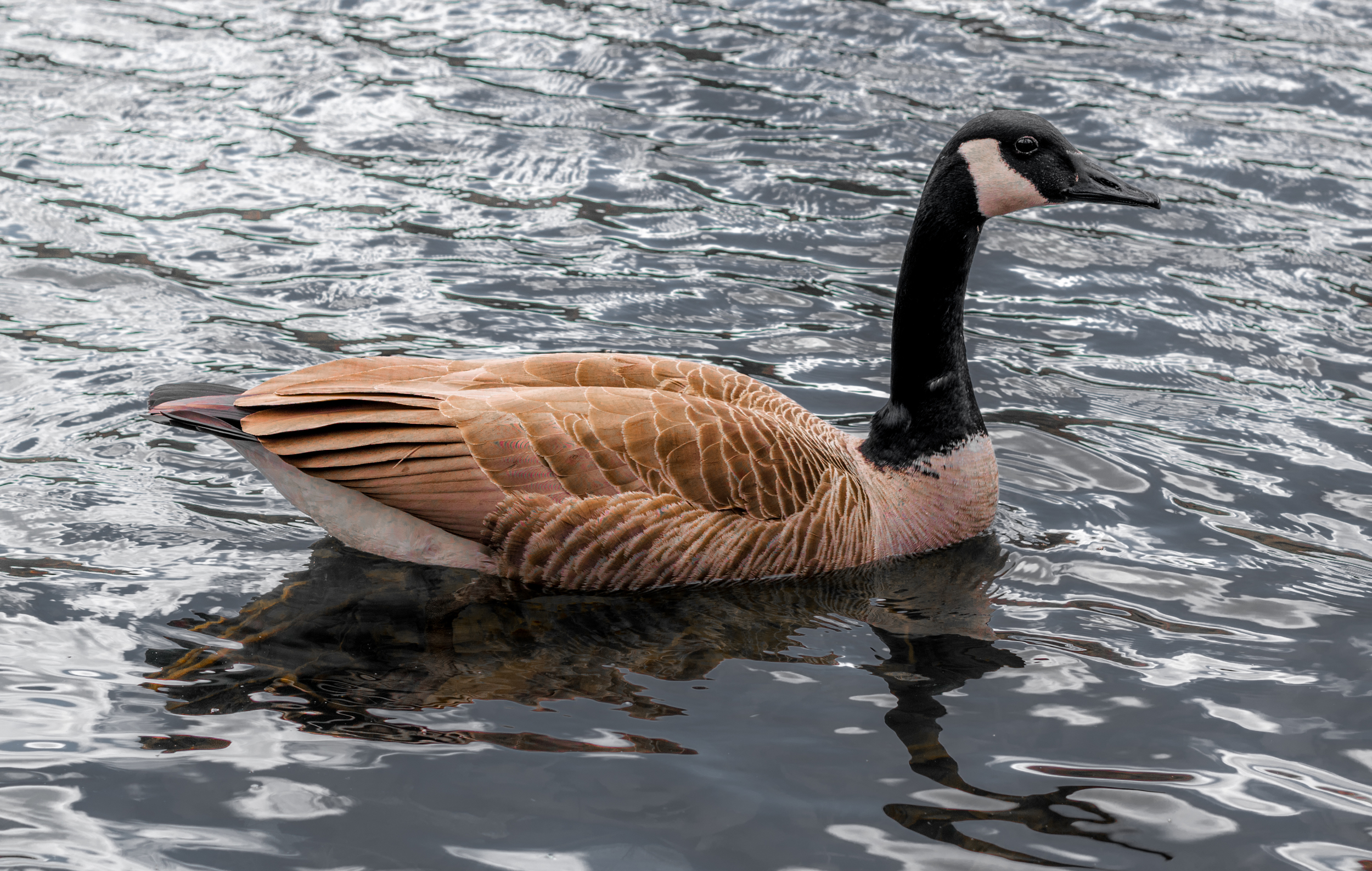 Goose.jpg