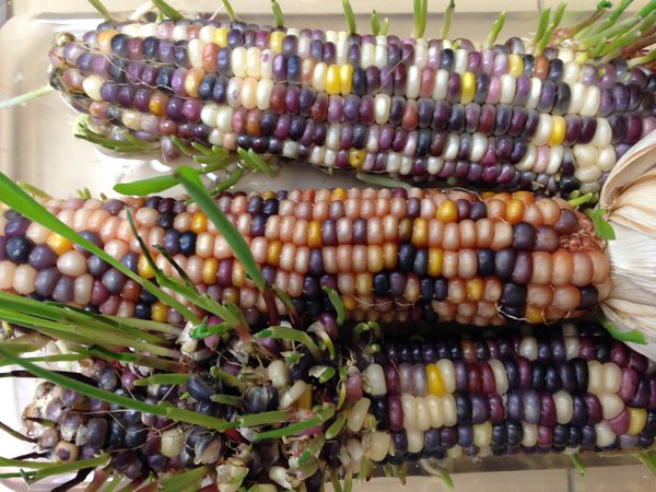Why Is Our Corn Changing?