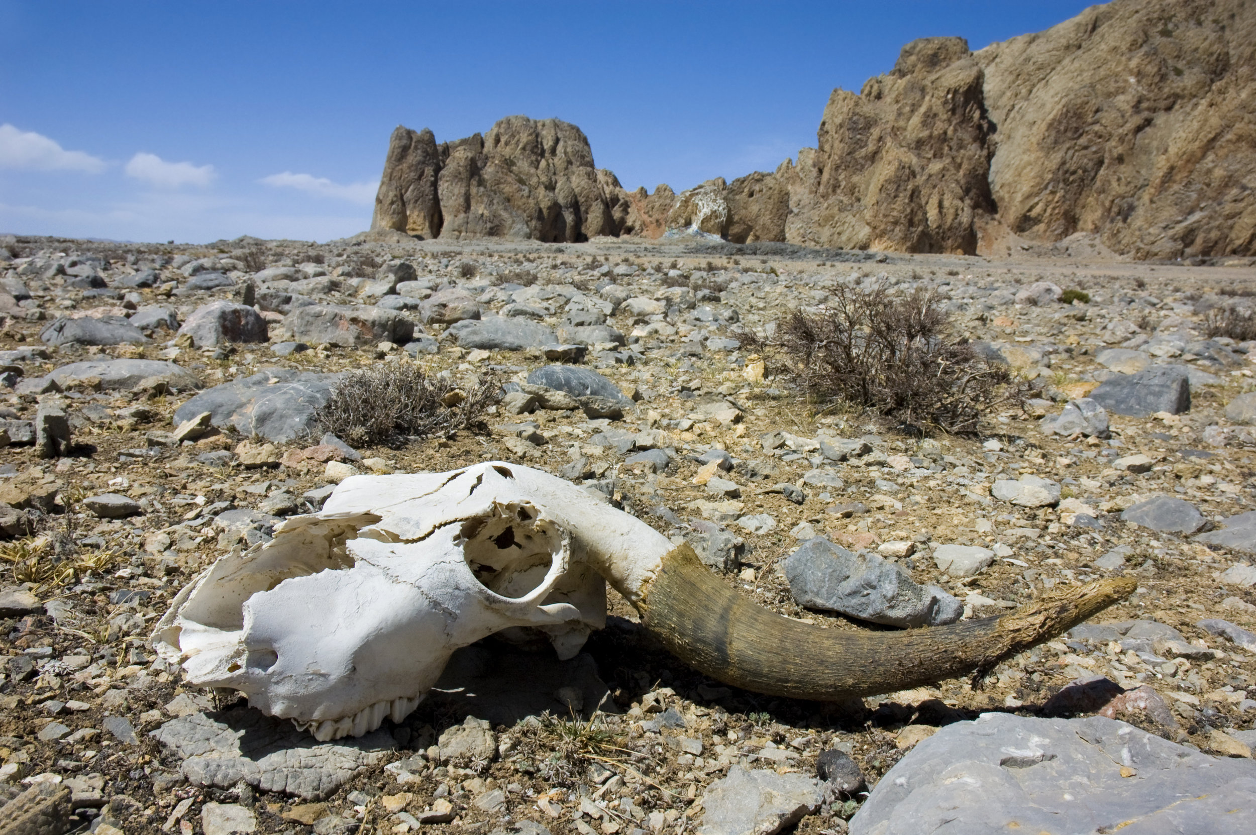 Why Do Dead Things Disappear Over Time?
