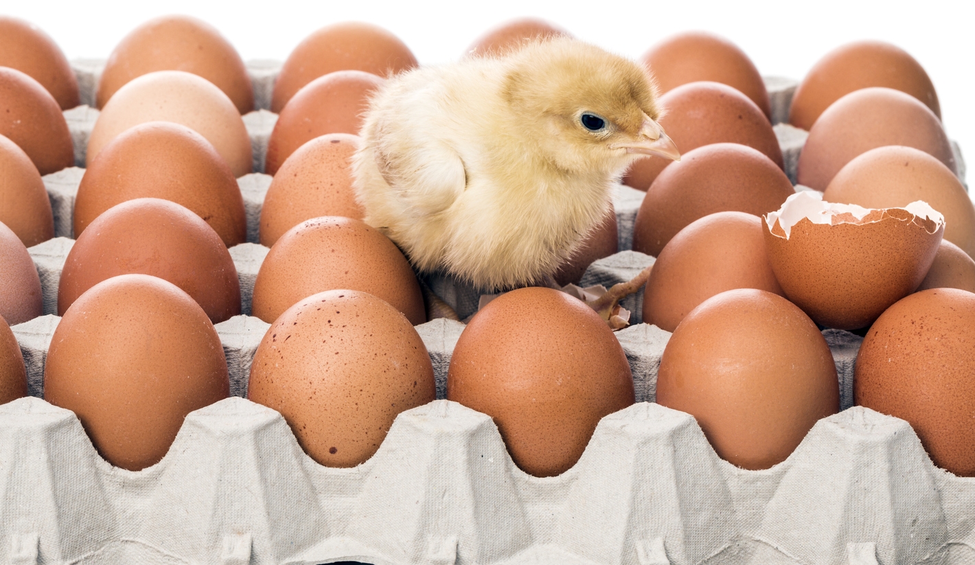 How Do Eggs Become Chickens or Other Living Things?