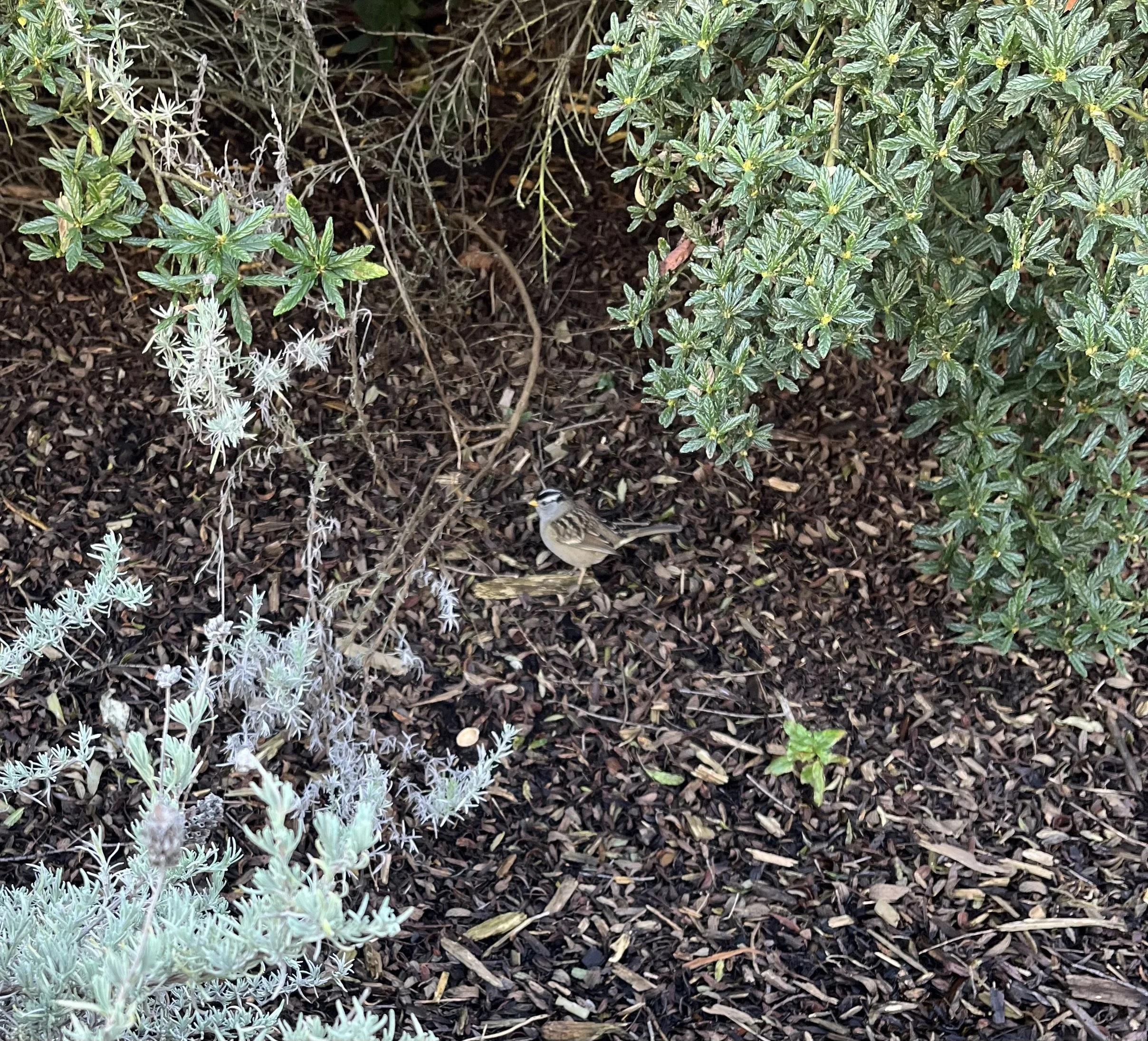 SPARROW