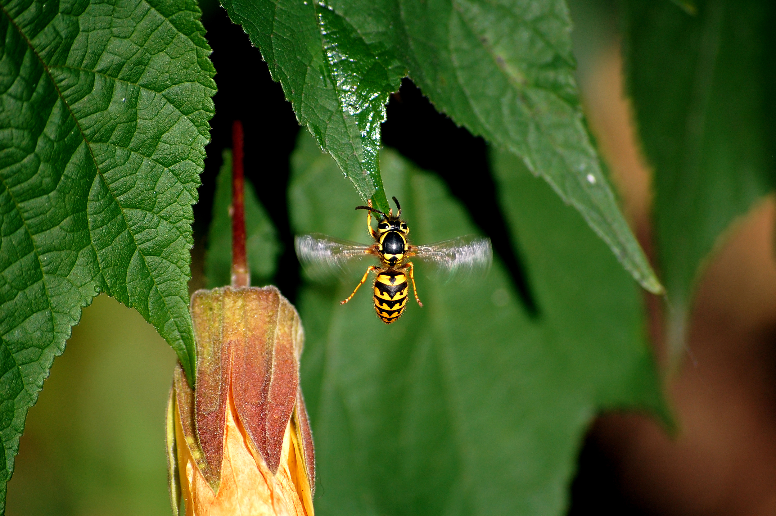 Snacking Wasp
