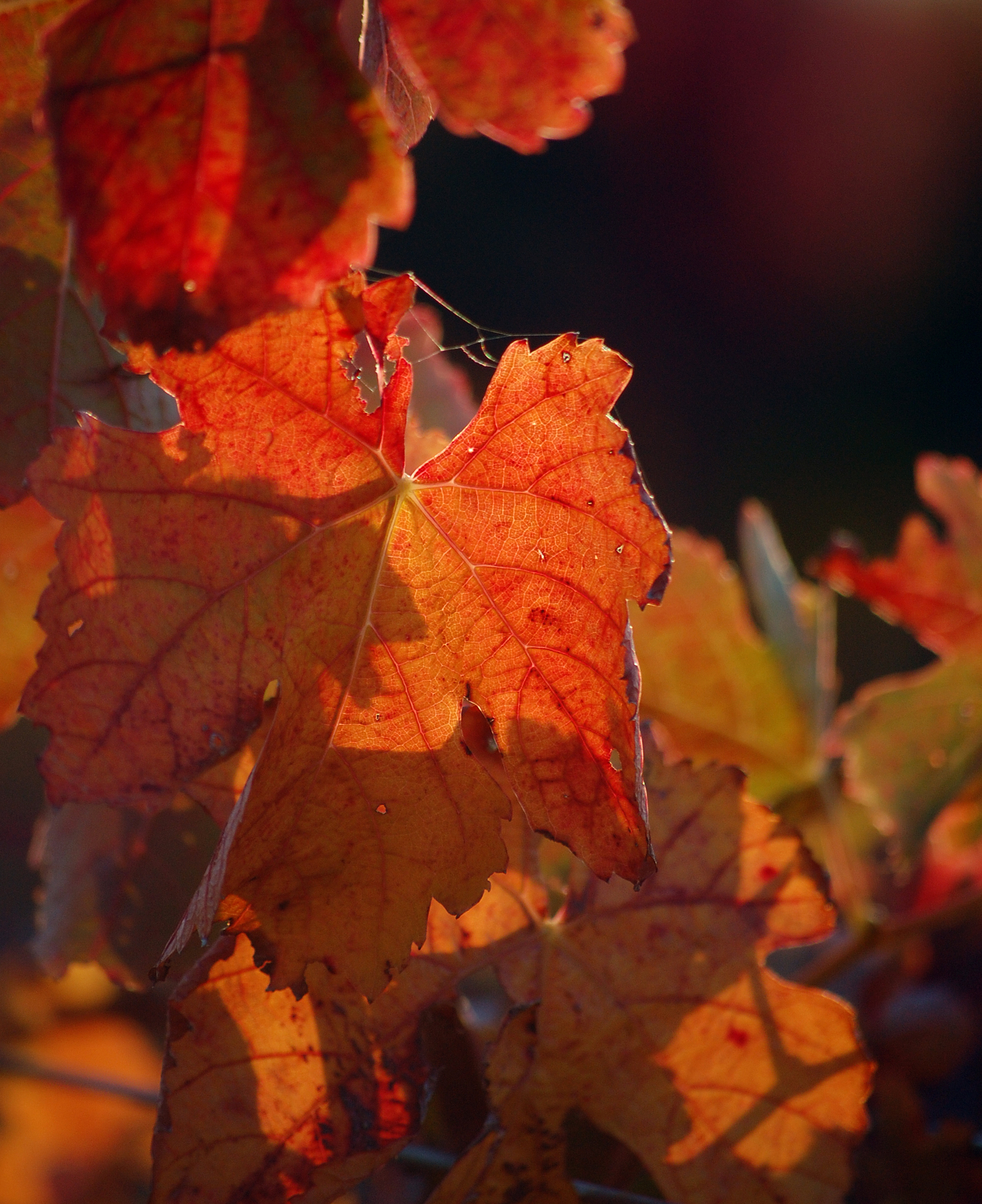 Autumn Grapeleaves