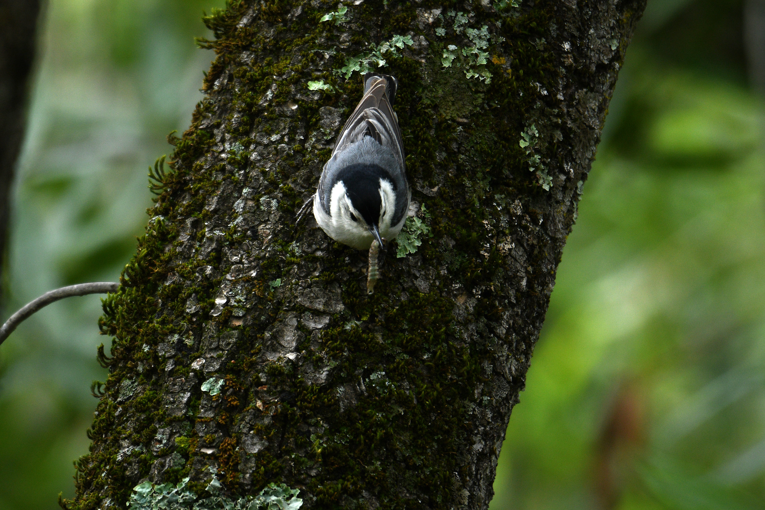 Nuthatch with Worm