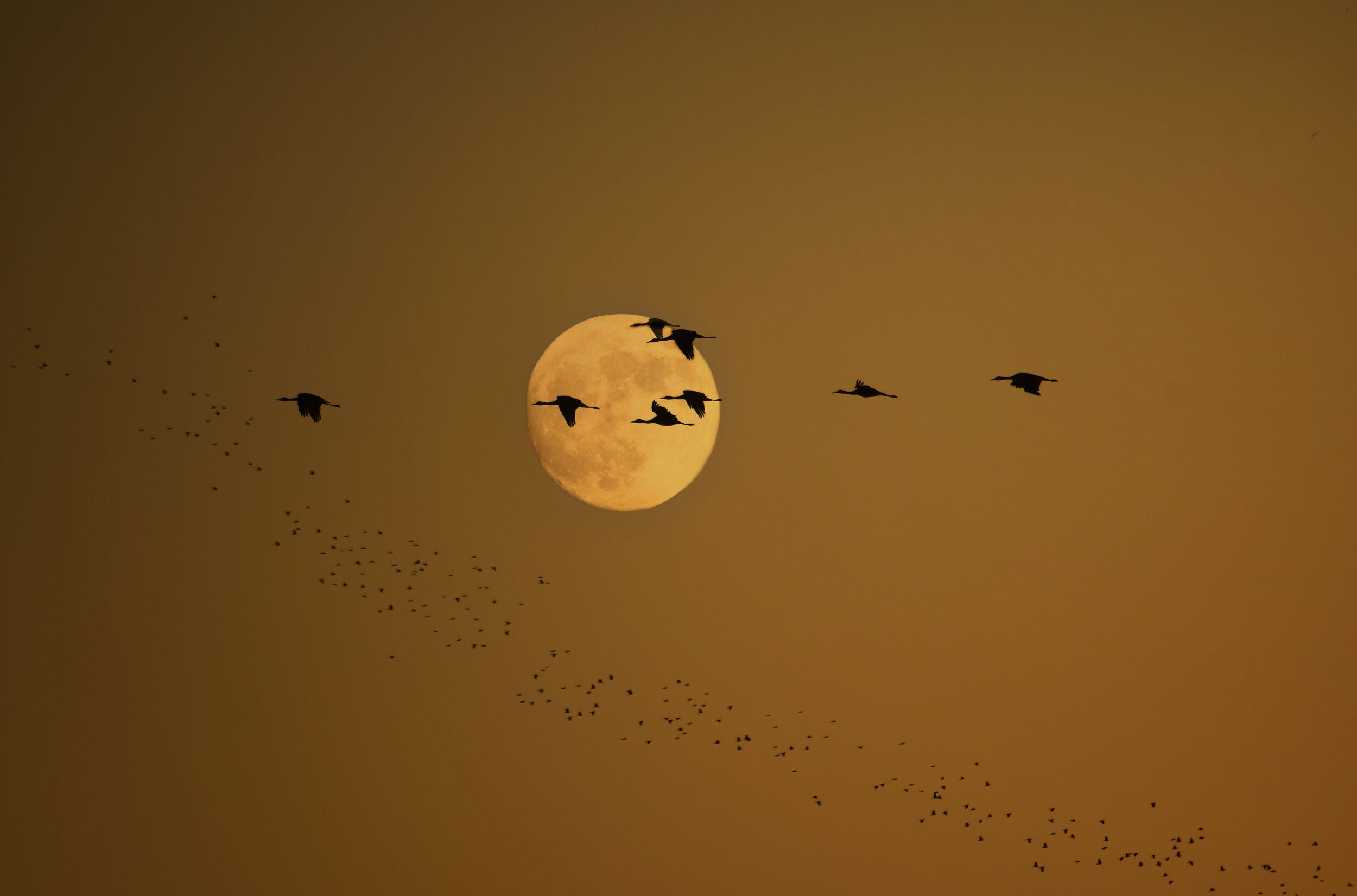 Sunset Moonrise with Cranes