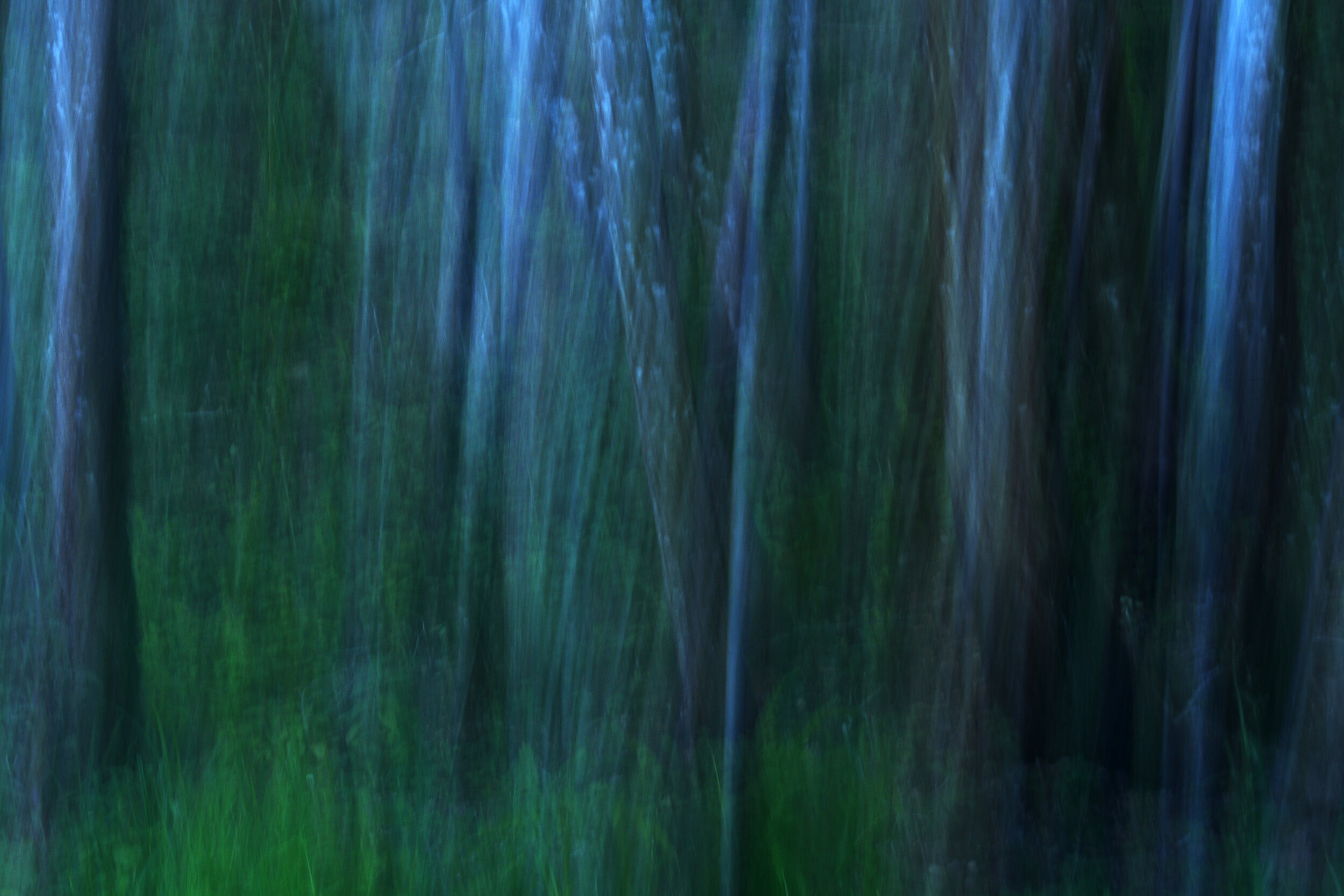 Mysterious Forest 2