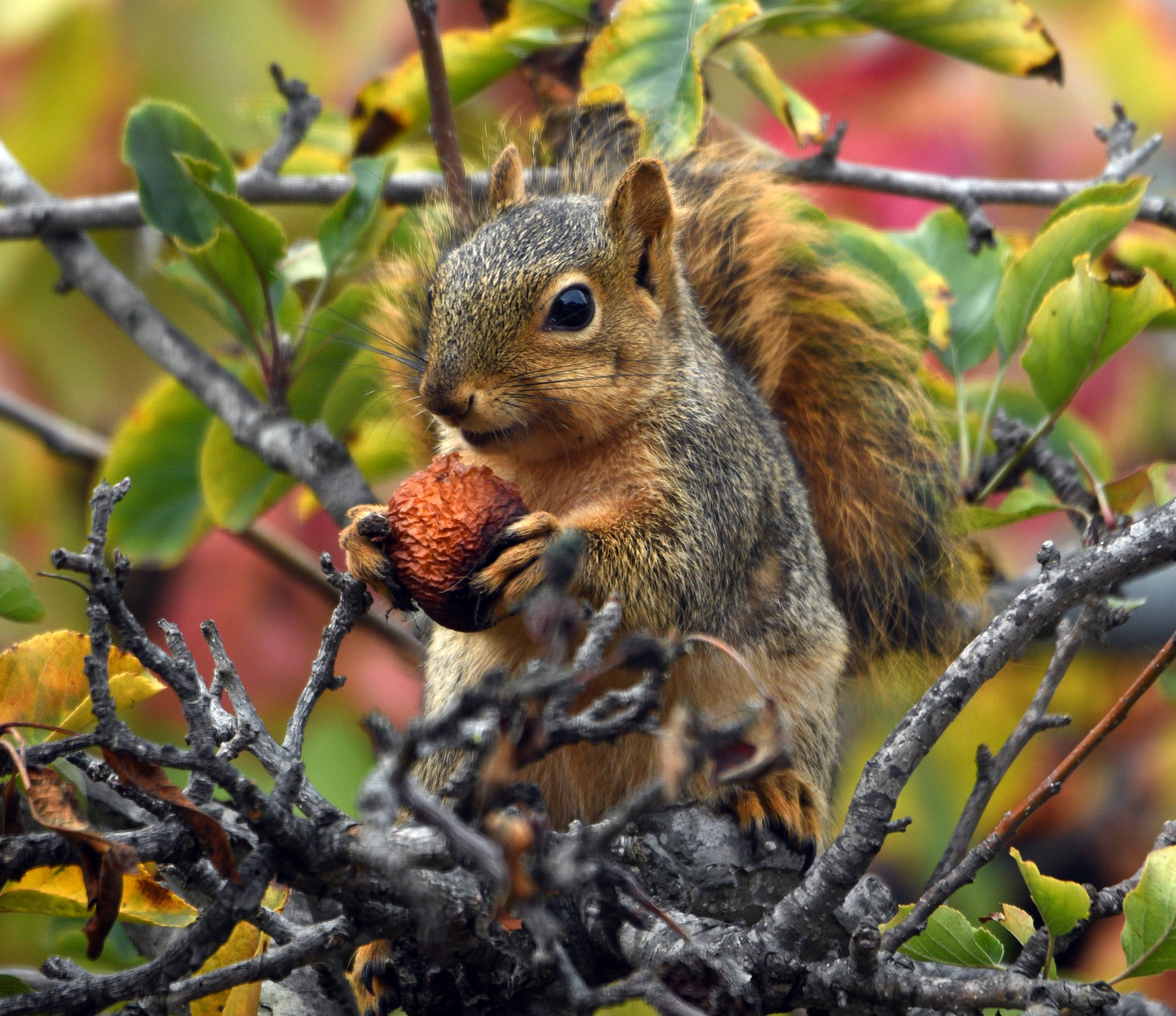 Squirrel in Apple Tree