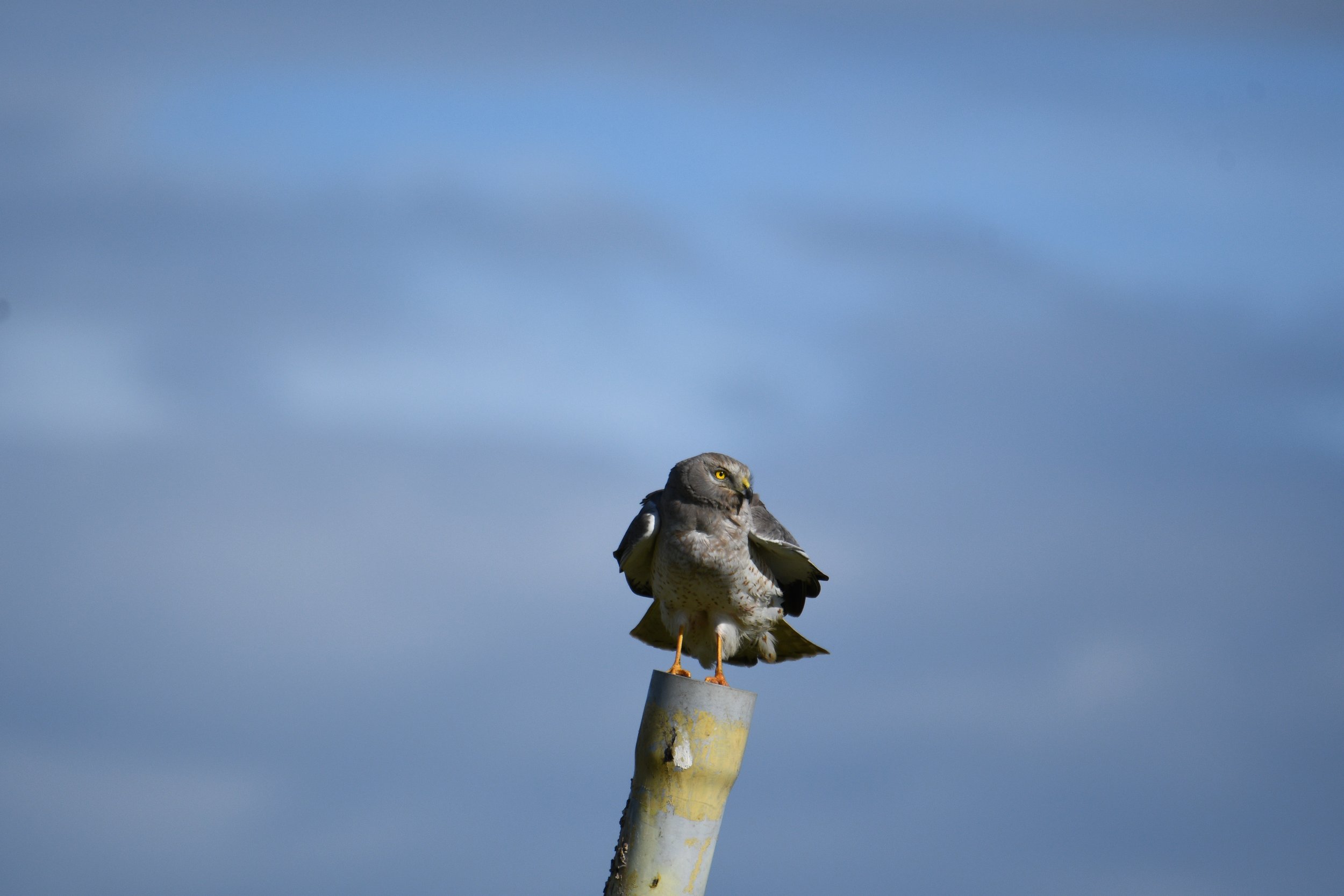 Grey Ghost Perched