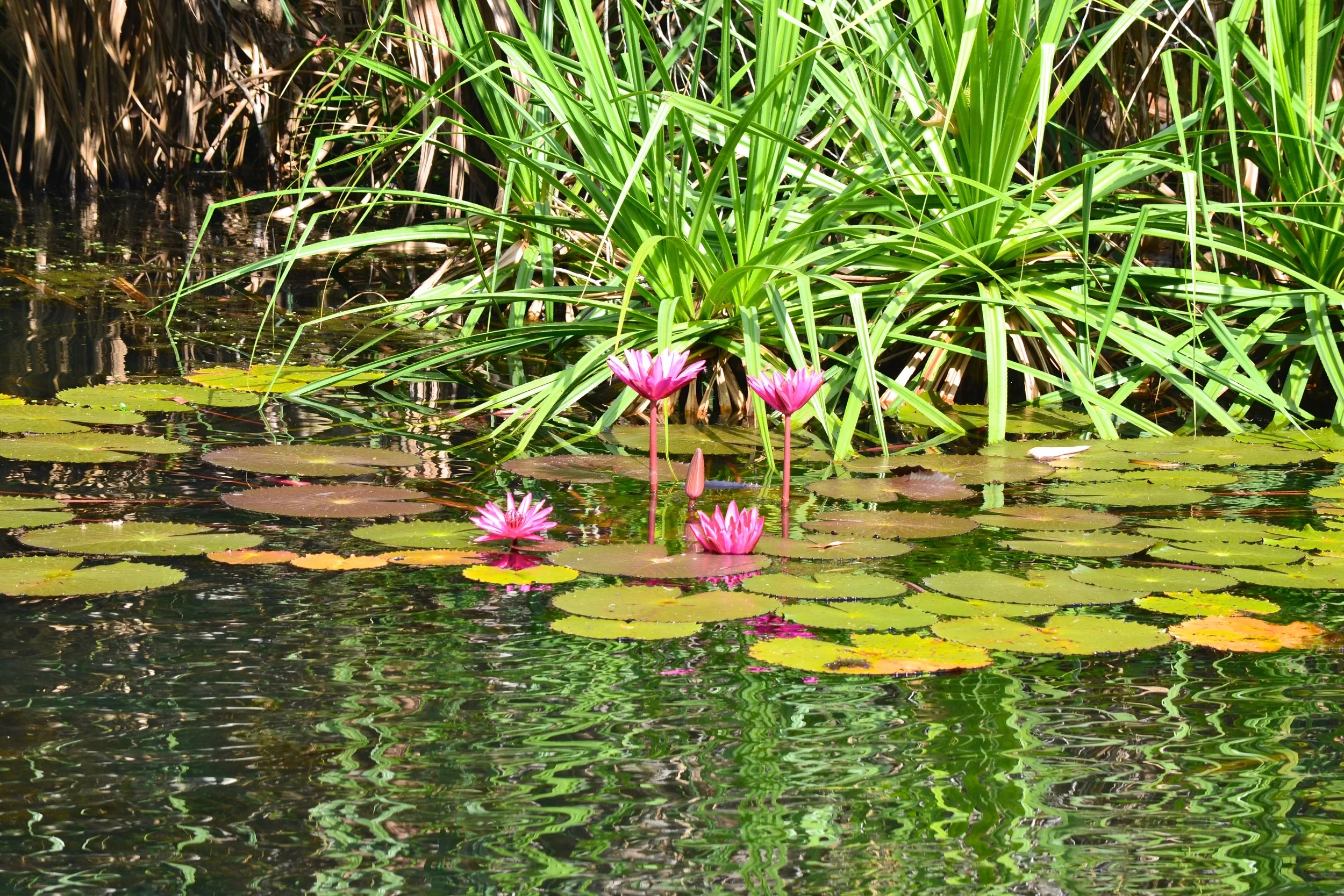 DSC_0817 2.jpg