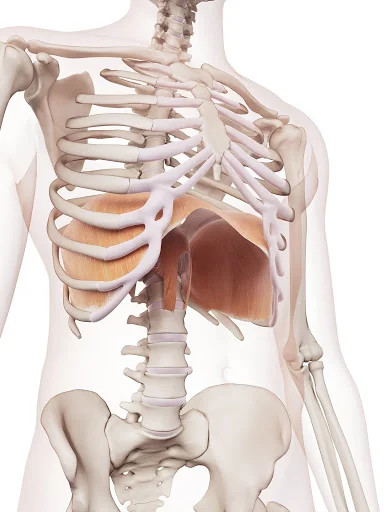 diaphragm.jpg