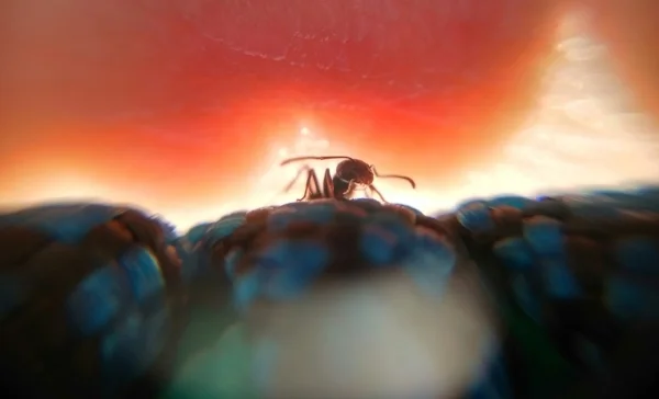 ant in the glow.jpg