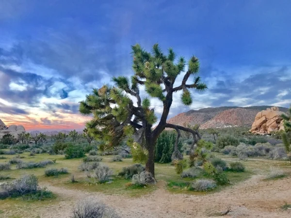 joshua tree.jpg