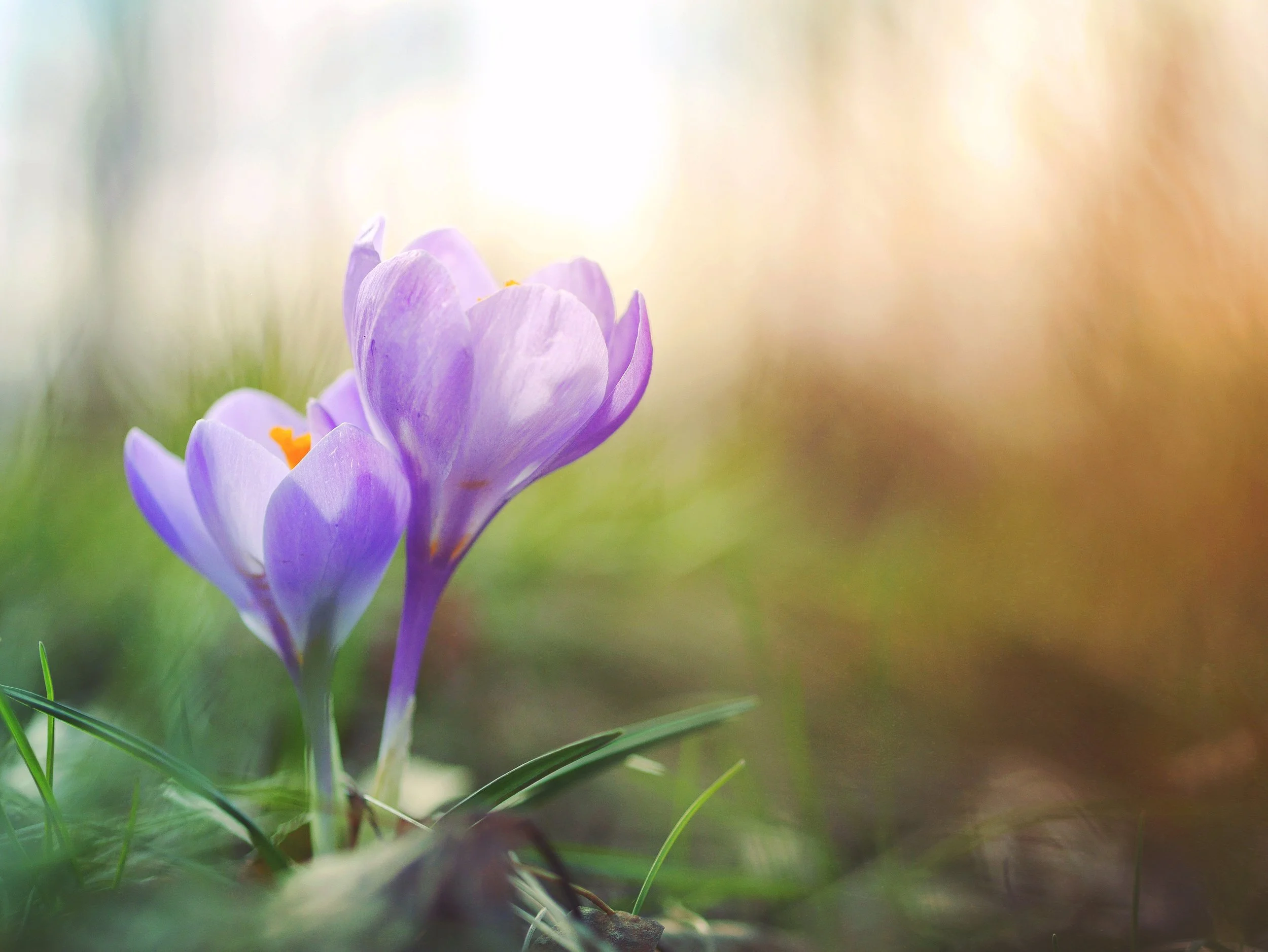 crocus.jpg