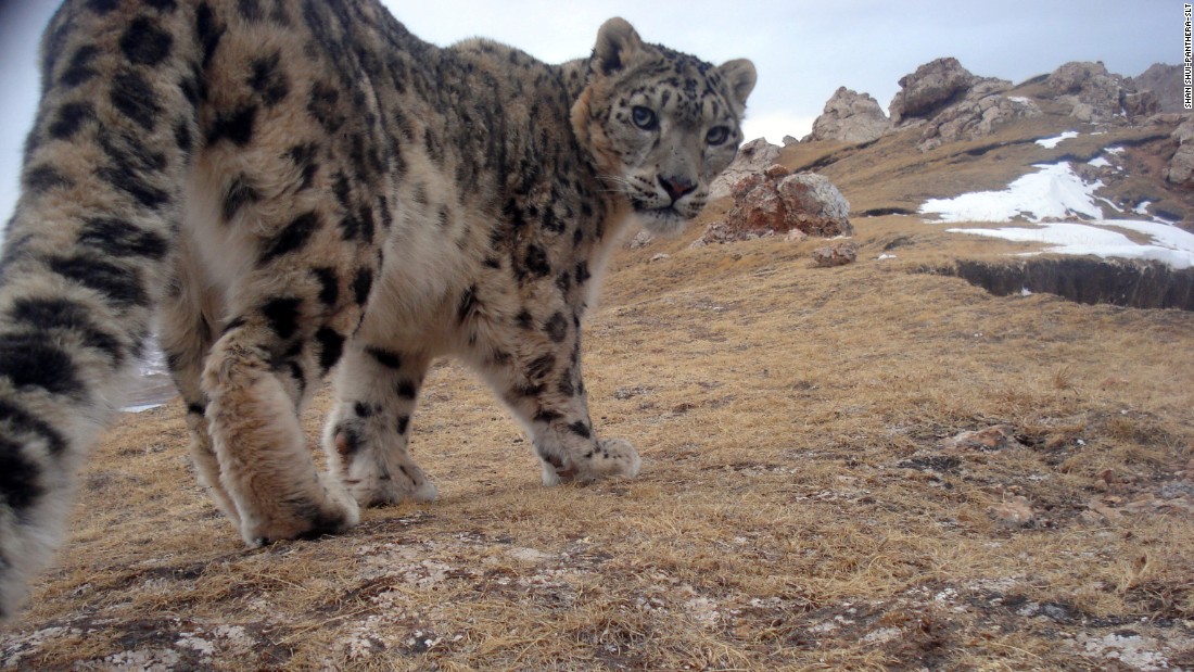 A curious snow leopard. Photo by Panthera.