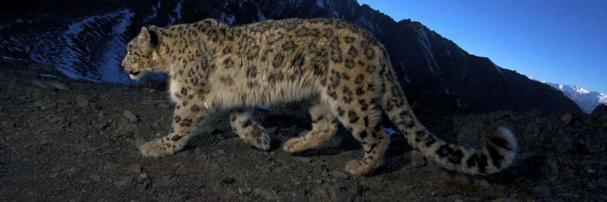 Snow leopards are habitat specialists in that they require areas of high elevation and low temperature. This makes them sensitive to issues like climate change. Photo by Panthera.