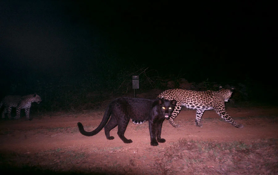 A melanistic leopard stands in stark contrast to the normal phenotype. Taken at the Kali Tiger Reserve in India by the National Tiger Conservation Authority.