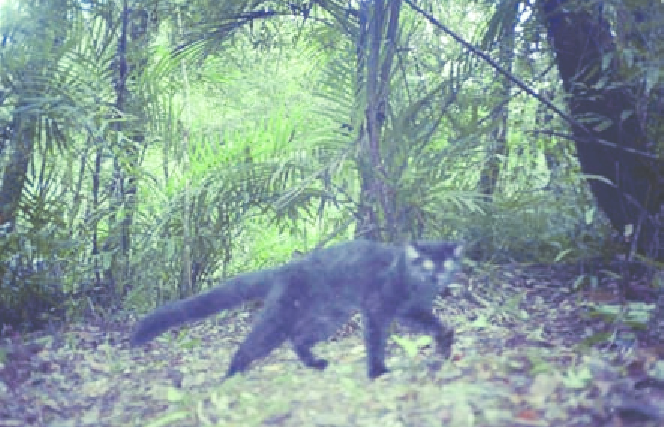 Camera trap image of a melanistic marbled cat in Sumatra, Indonesia. Photo by Hariyo Wibisono and Dr. Jennifer McCarthy.
