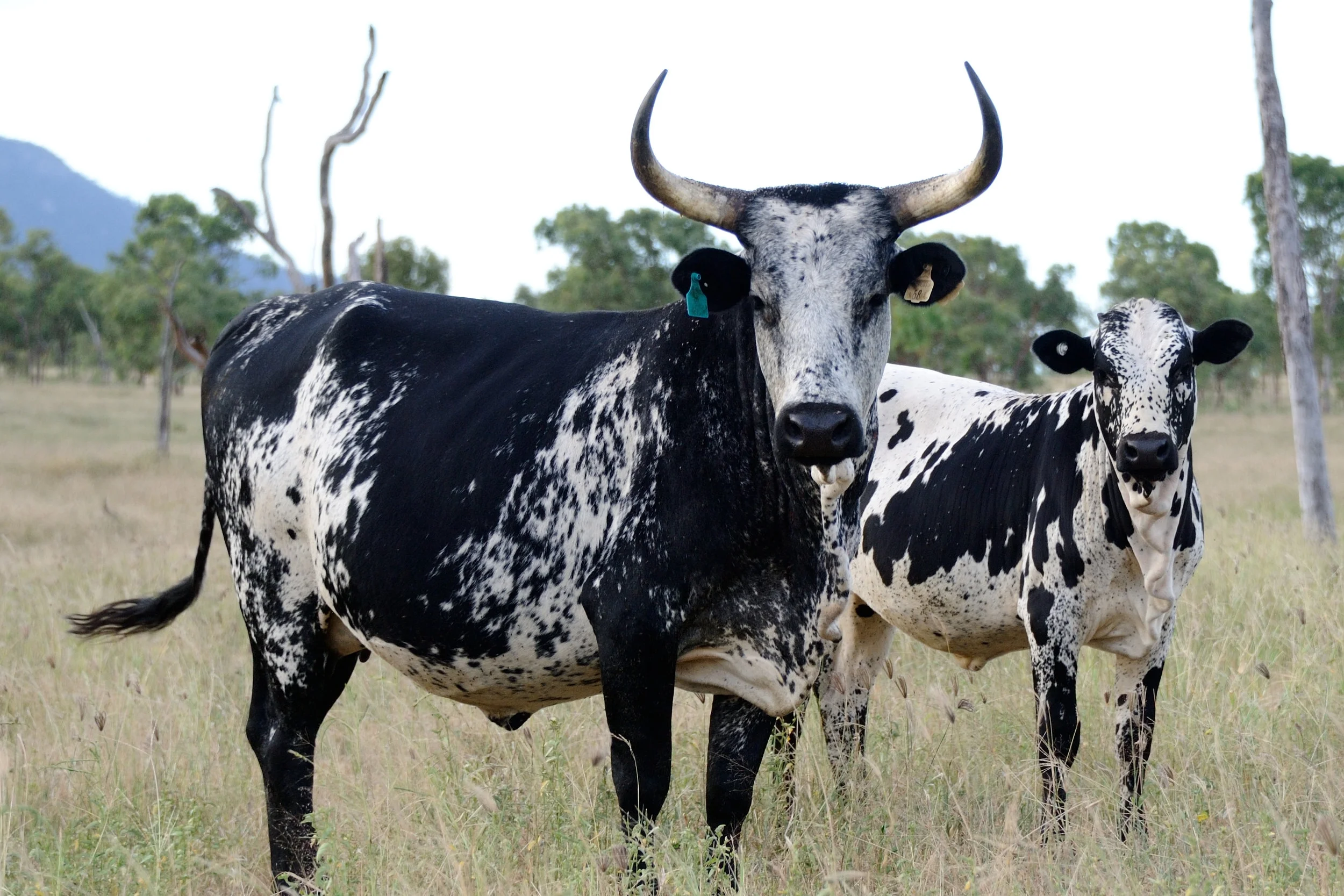 NGUNI CATTLE