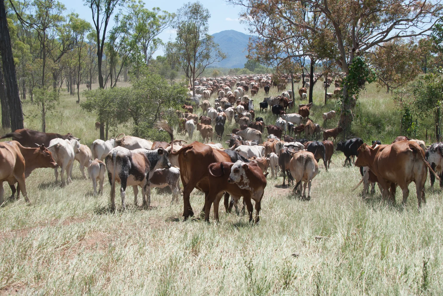 NATURE-BASED GRAZING