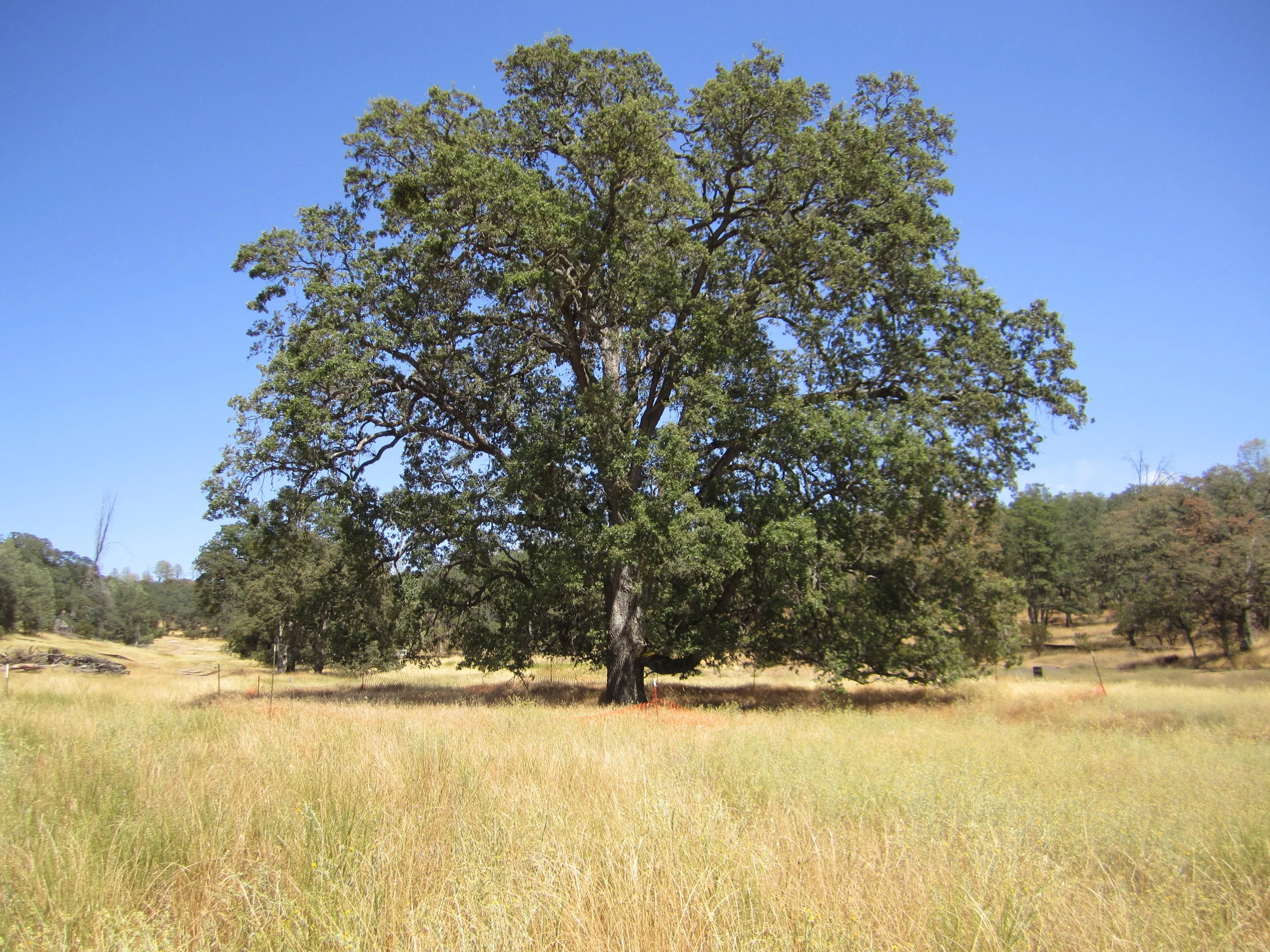 Copy of IMG_1862.JPG