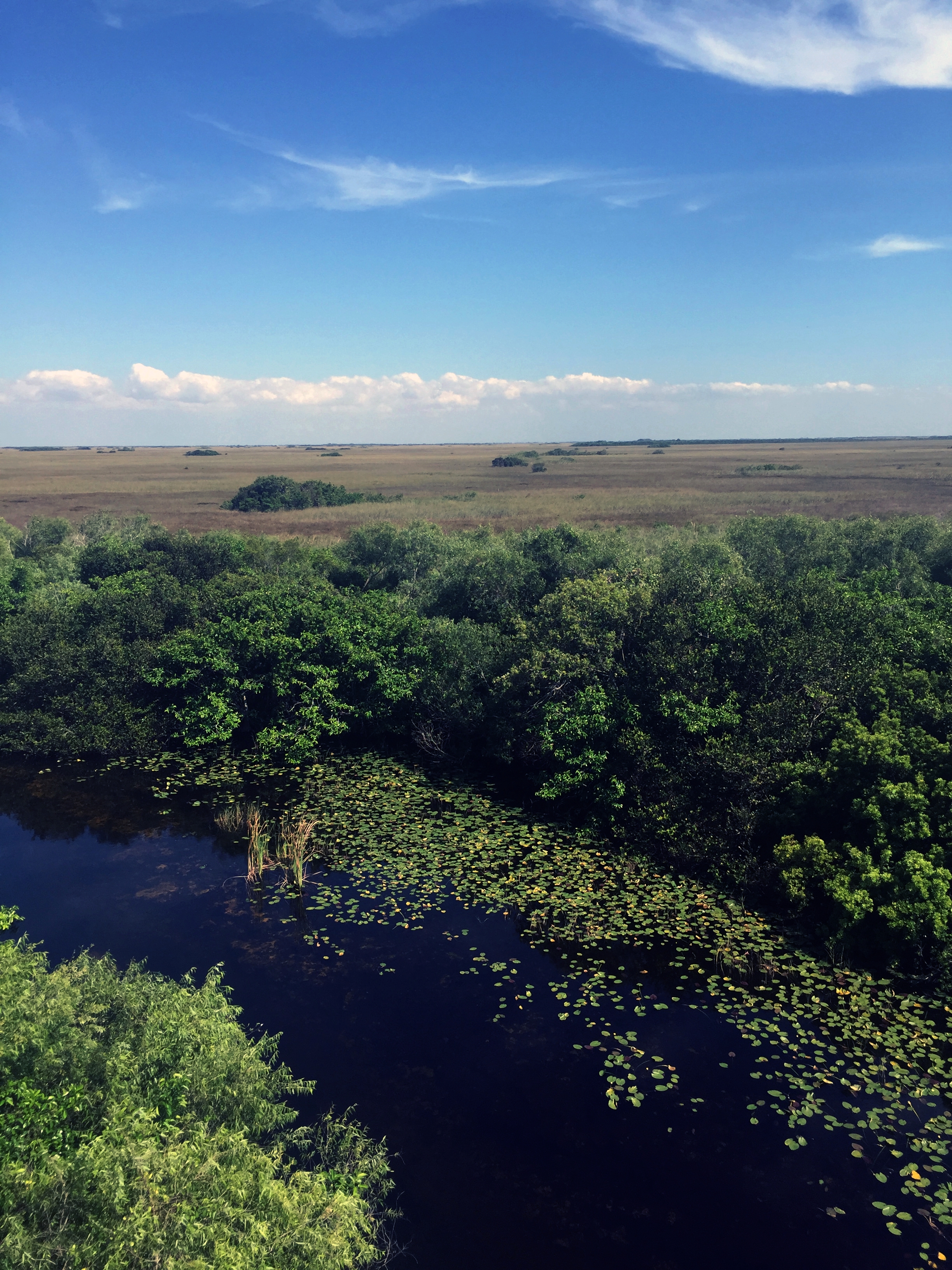  Shark Valley, photo by Amy Beth Wright. 